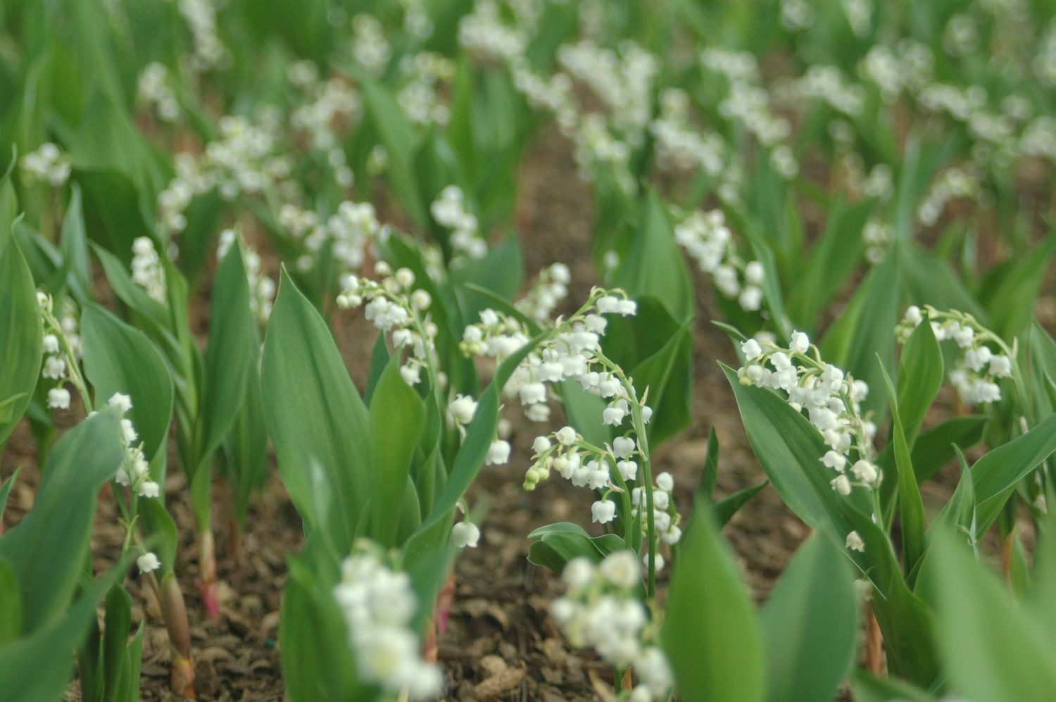 Lily of the Valley
