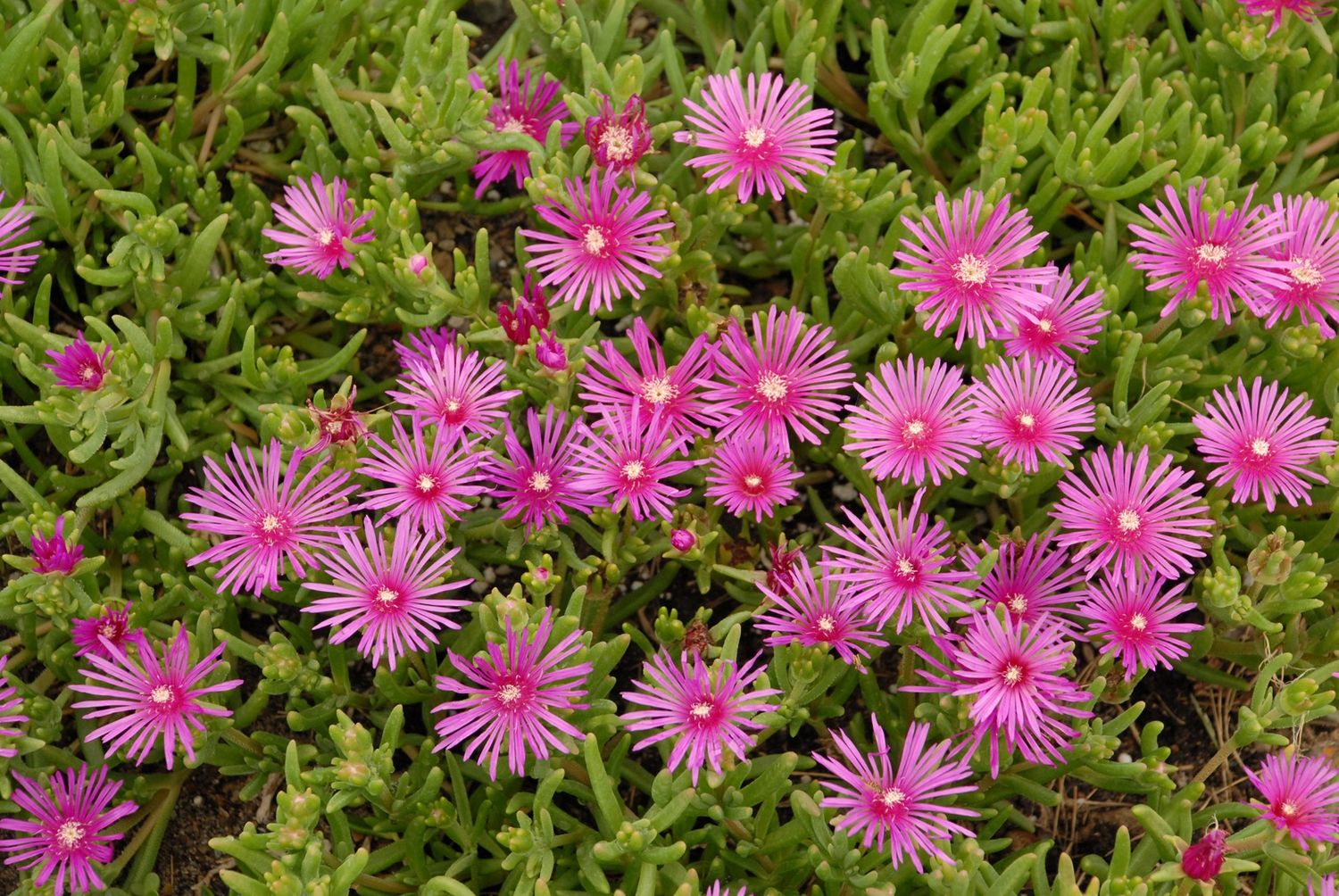 Ice Plant
