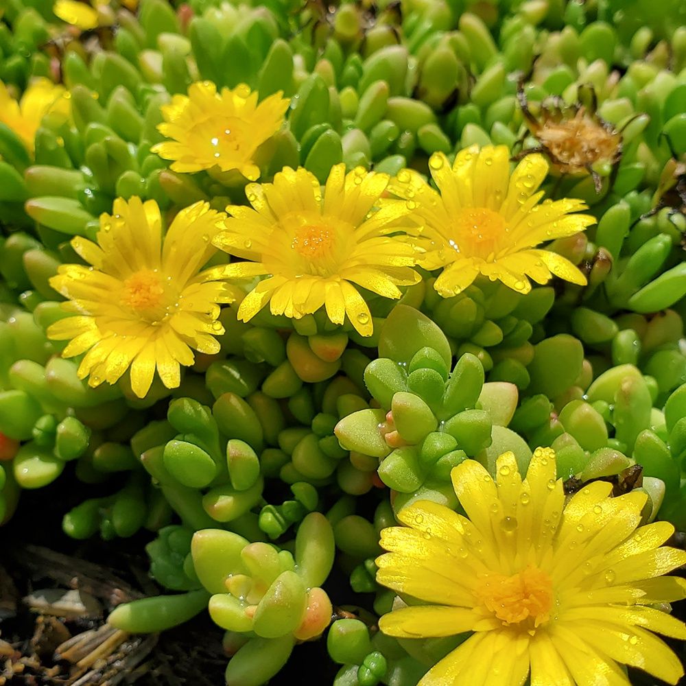 Hardy Yellow Ice Plant