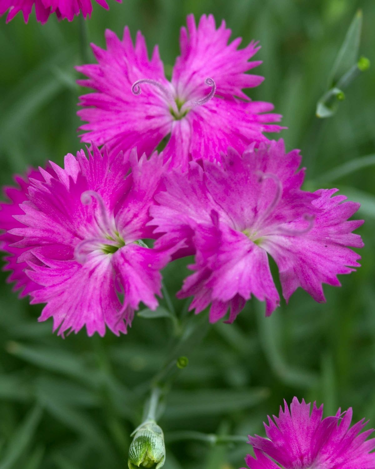 Dianthus 'Neon Star'