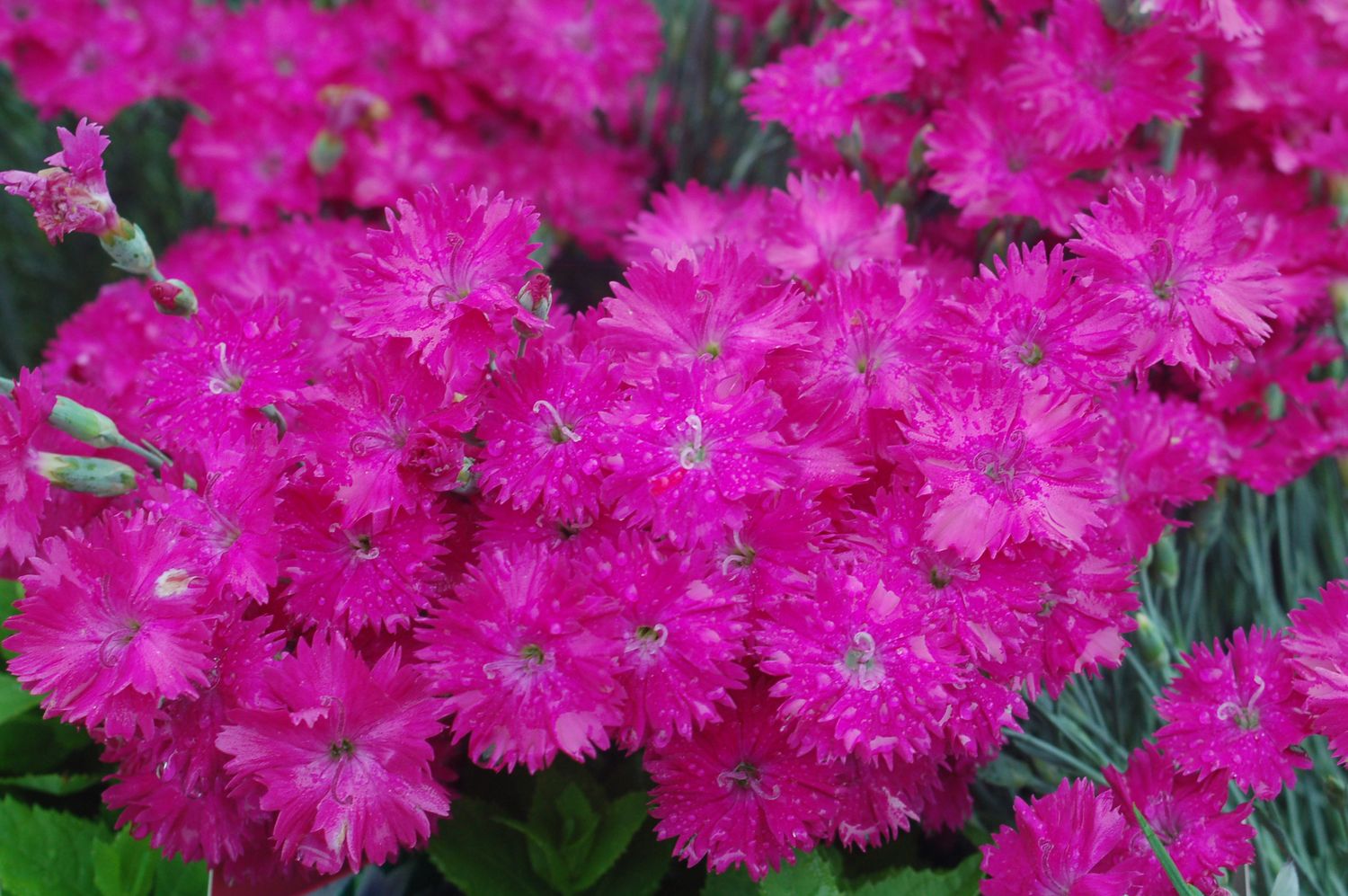 Dianthus 'Neon Star'