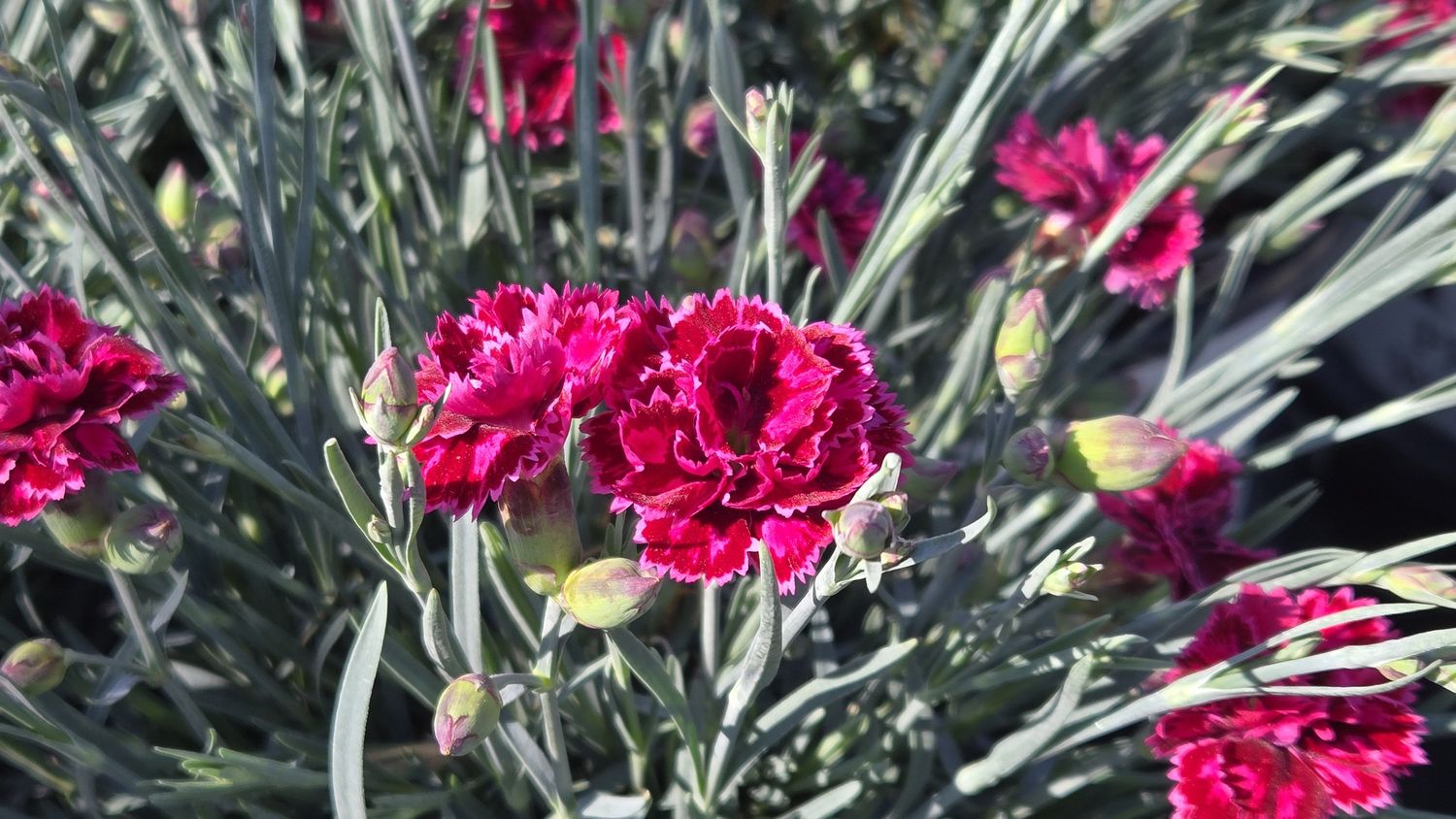Dianthus Fruit Punch Black Cherry Frost