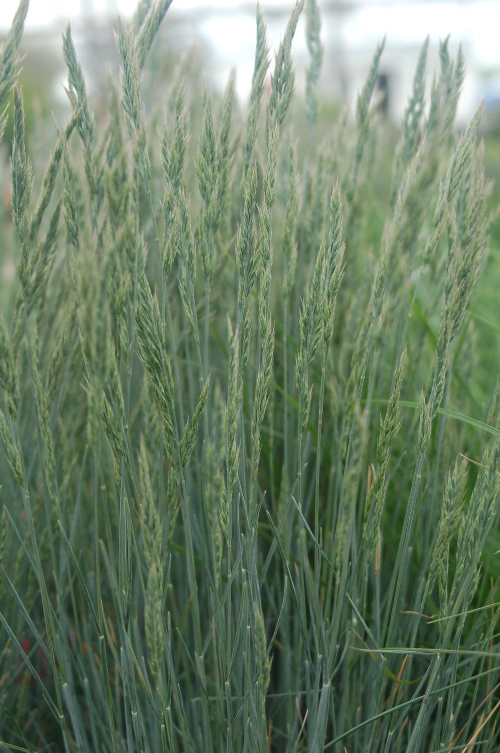 Elijah Blue Fescue Grass