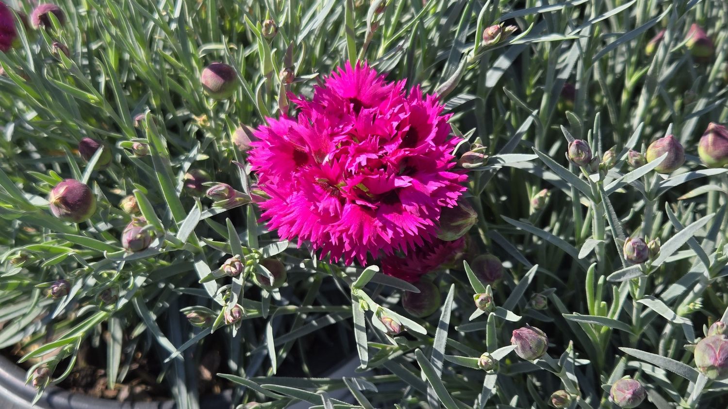 Dianthus Fruit Punch Spiked Punch