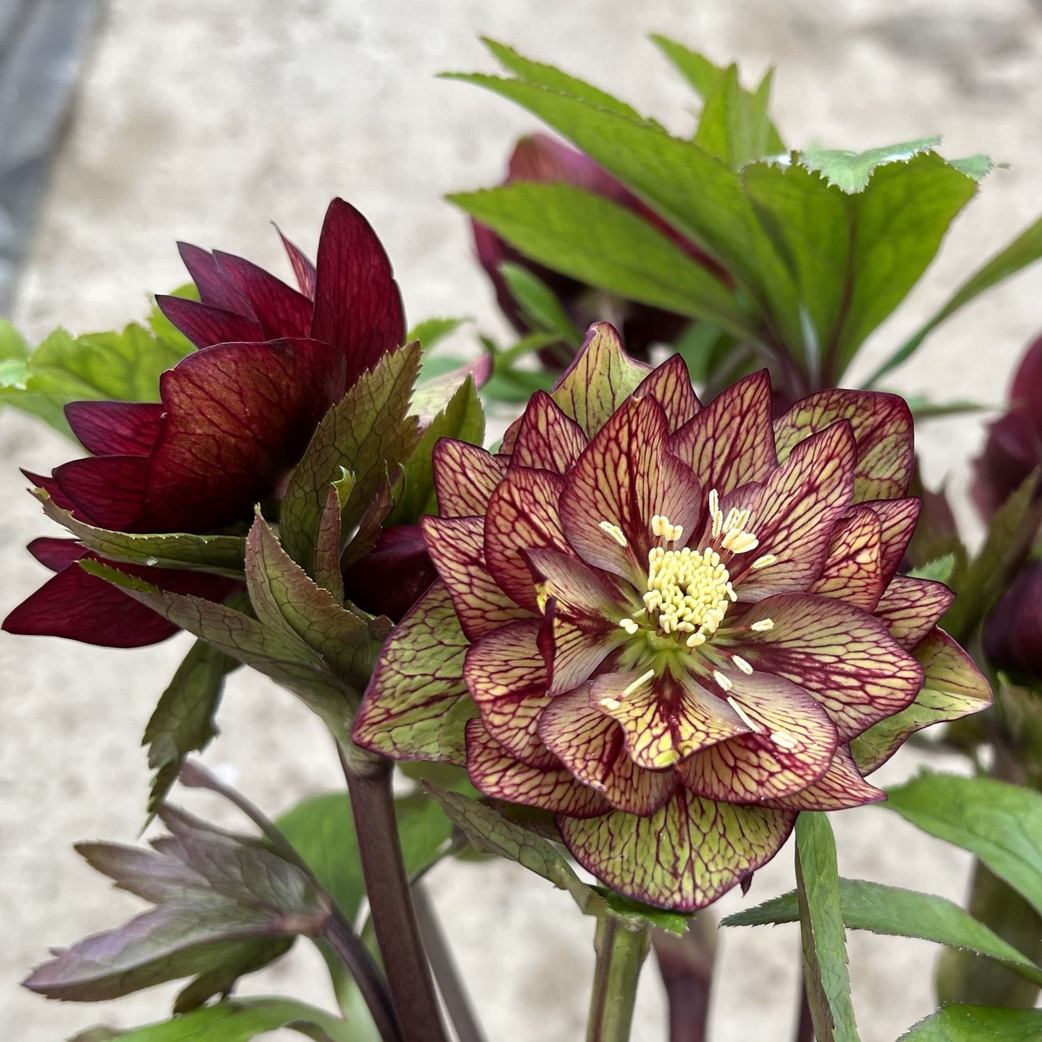 Helleborus WEDDING PARTY 'Childhood Sweetheart'