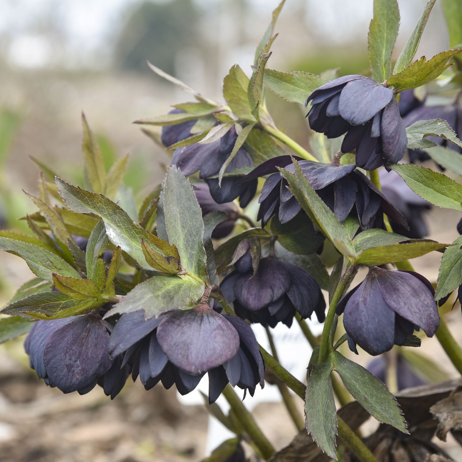 Helleborus WEDDING PARTY 'Dark and Handsome'