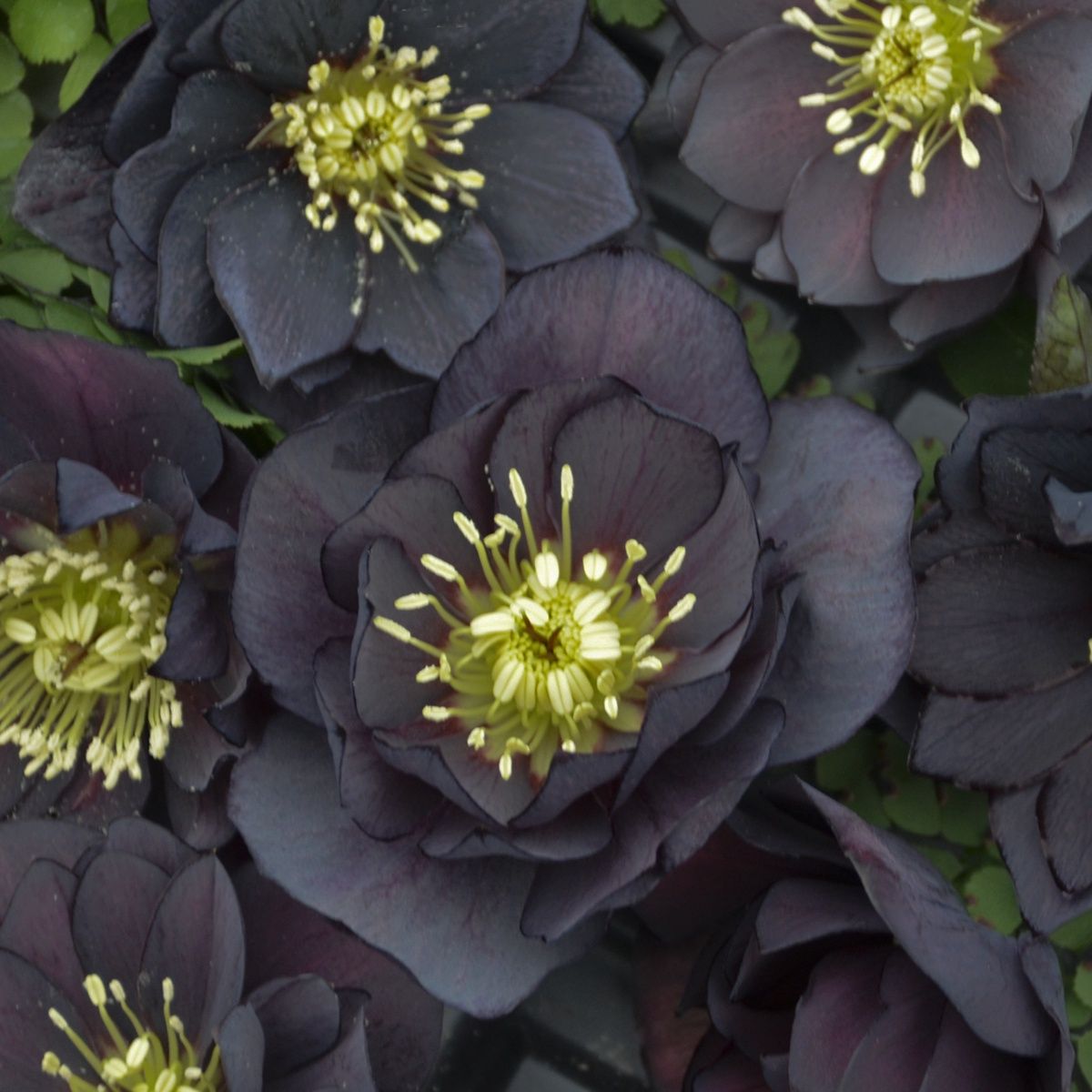 Helleborus WEDDING PARTY 'Dark and Handsome'