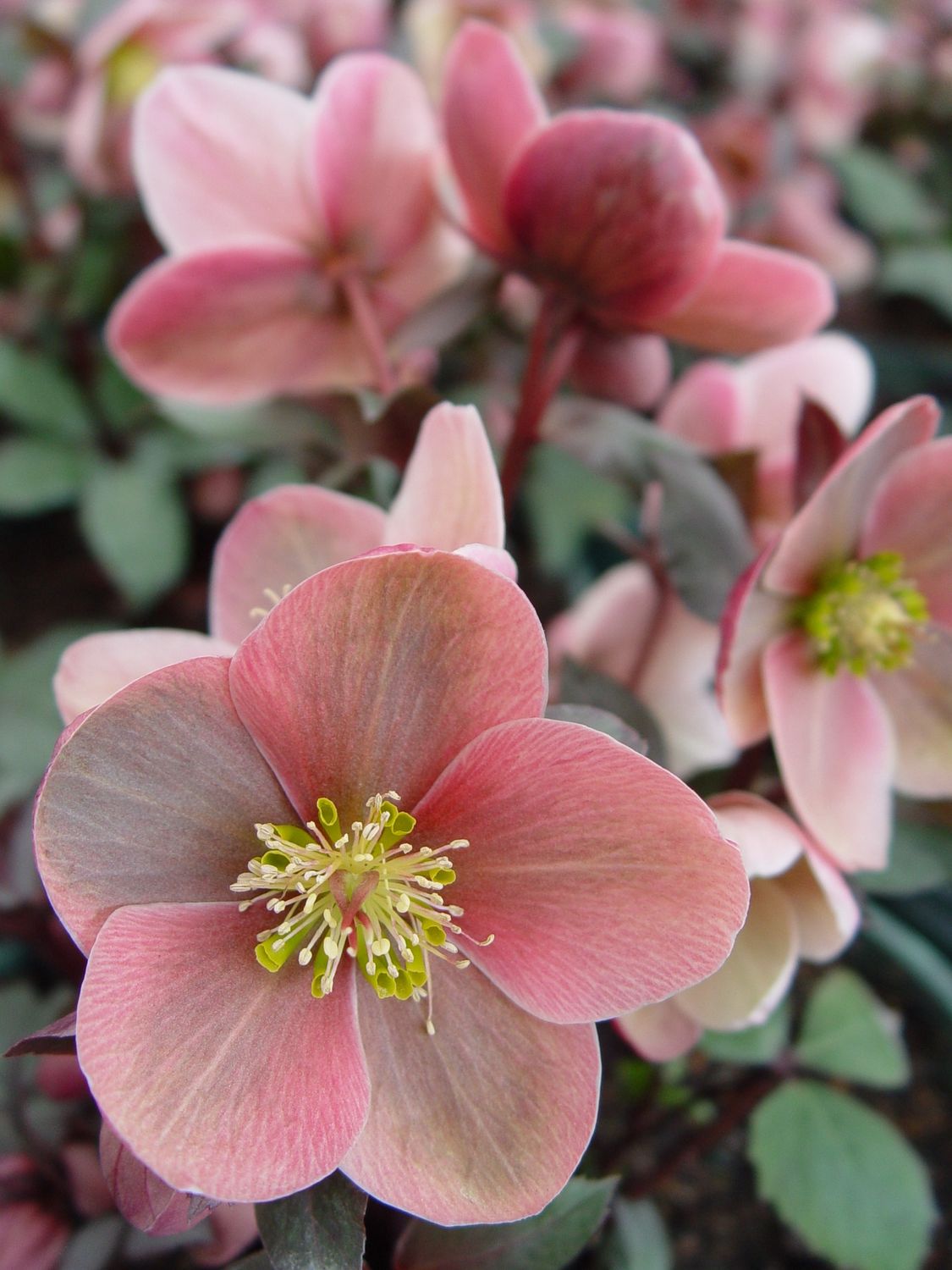 Helleborus 'Royal Heritage'