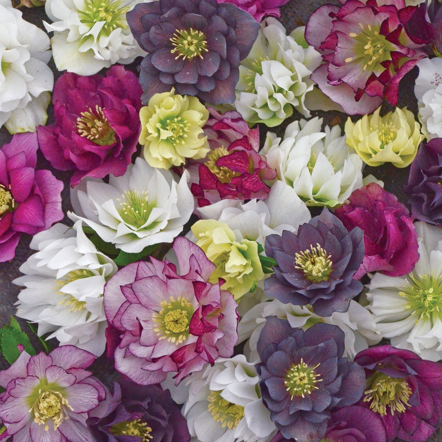Helleborus WEDDING PARTY Mixed