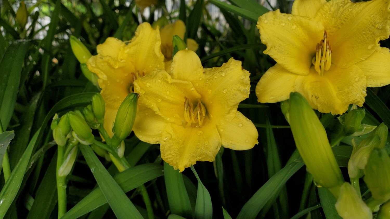 Daylily Happy Returns