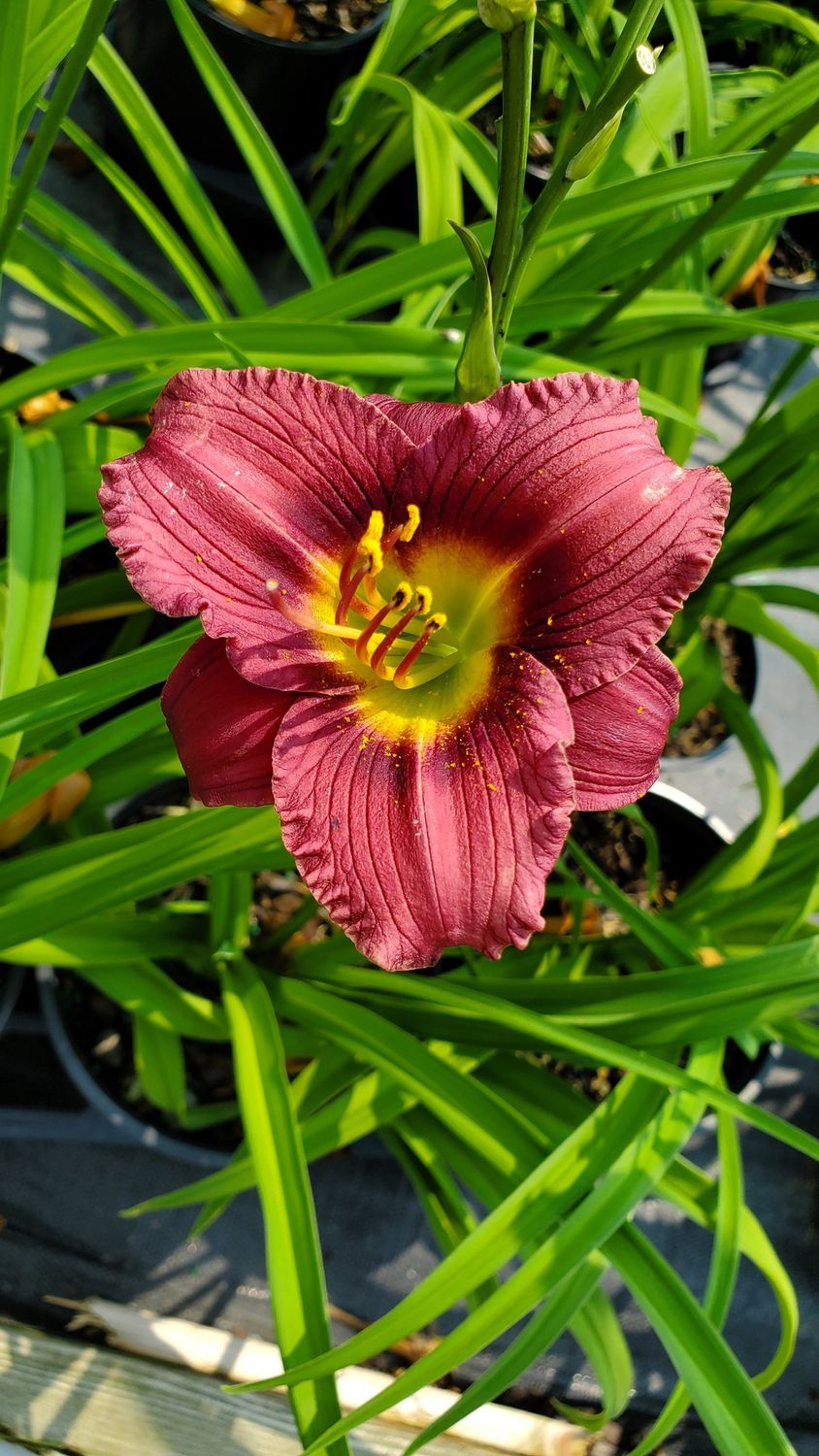 Daylily Little Grapette