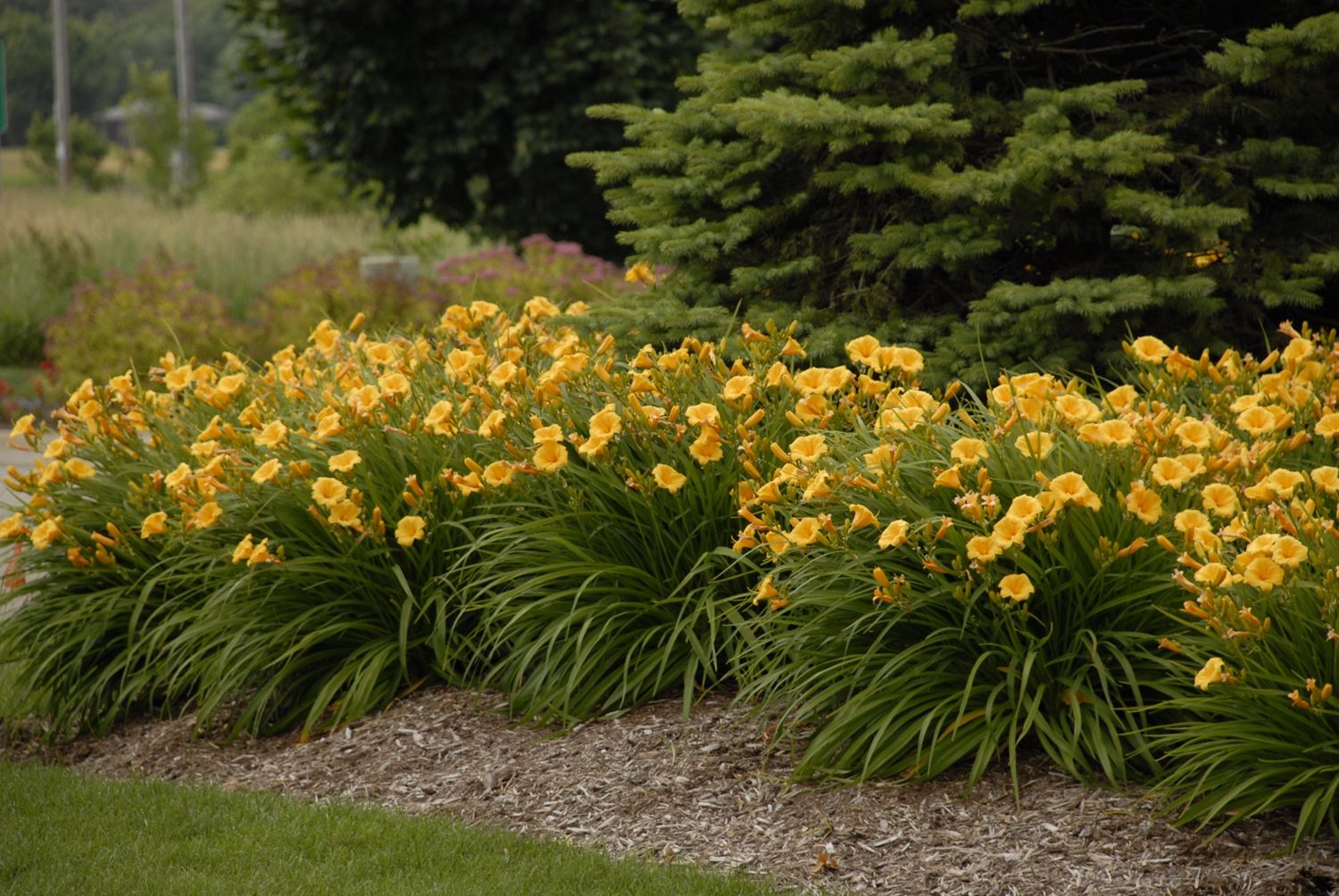 Daylily Stella D'Oro