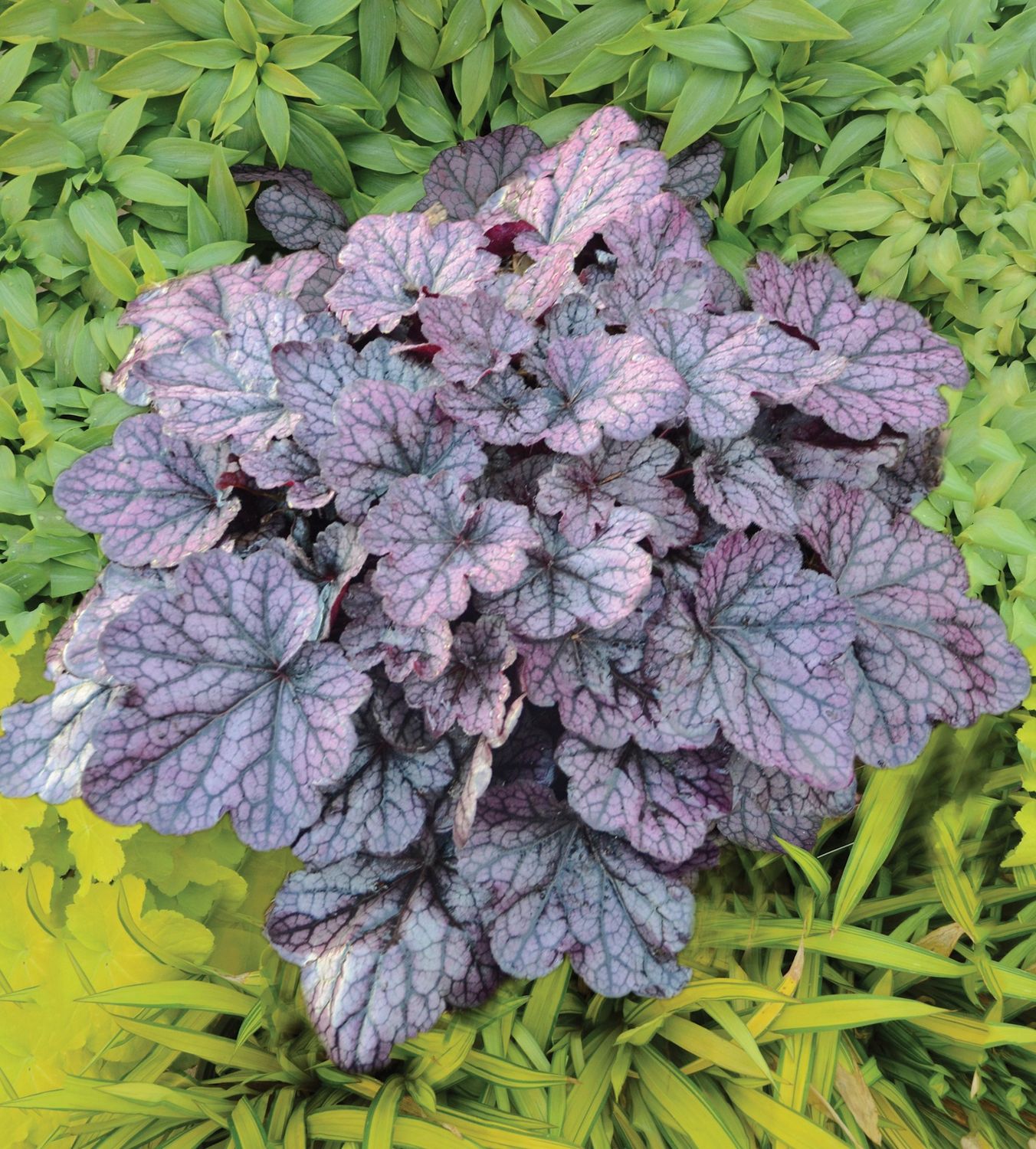 Heuchera Grape Expectations