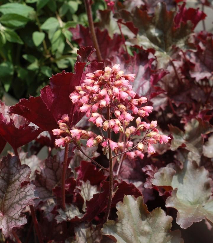 Heuchera Plum Pudding