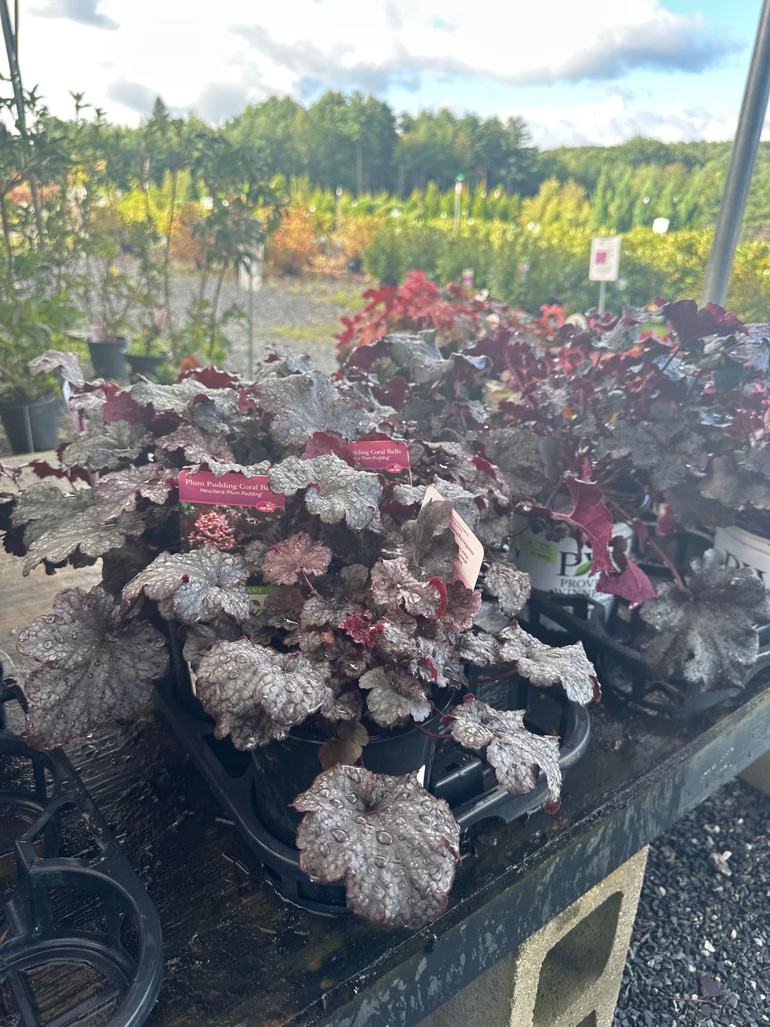Heuchera Plum Pudding