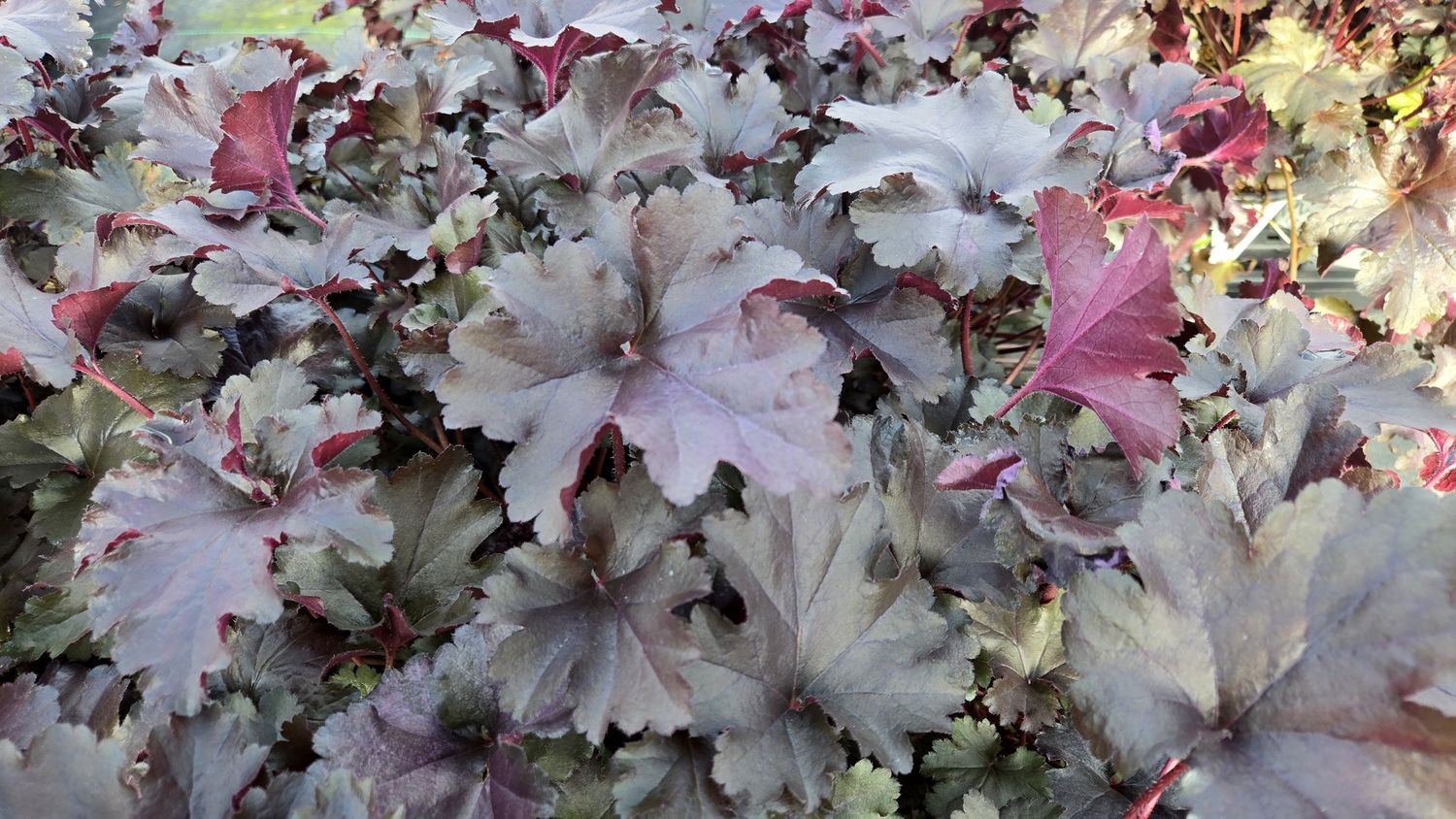 Heuchera Black Pearl
