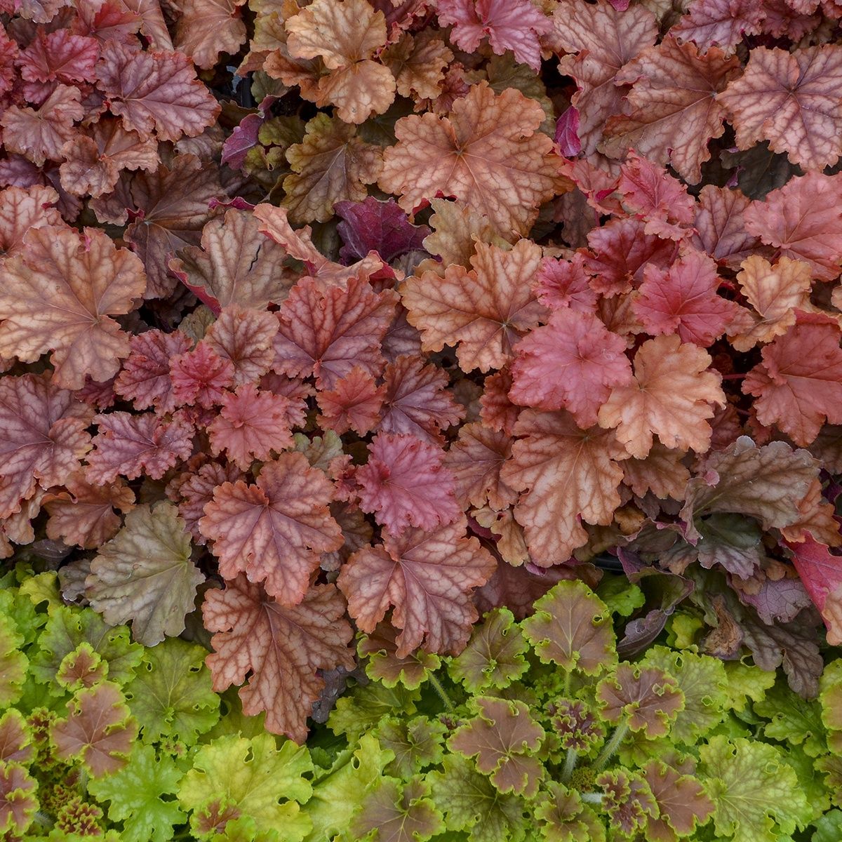 Heuchera Peachberry Ice