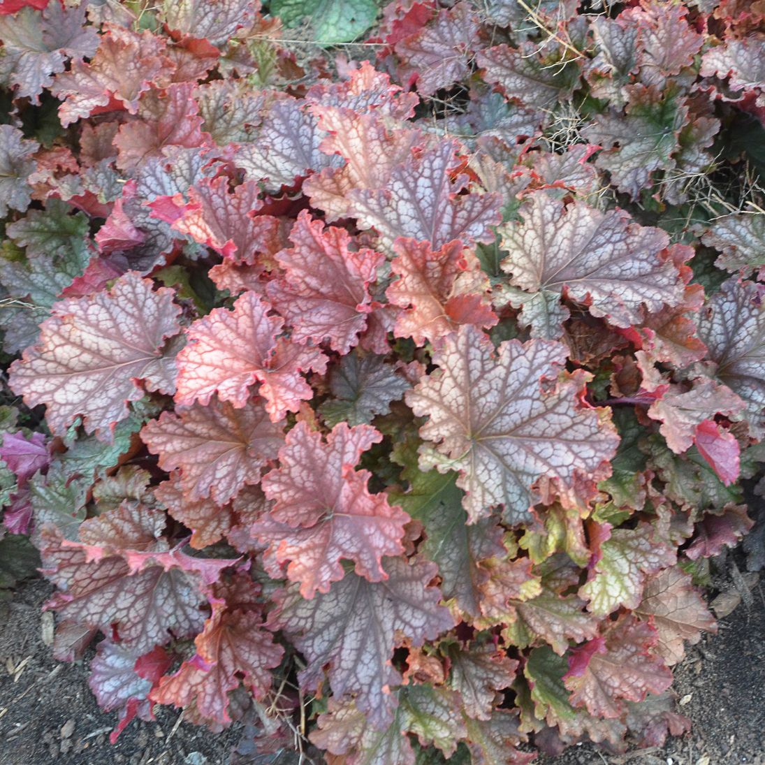 Heuchera Peachberry Ice