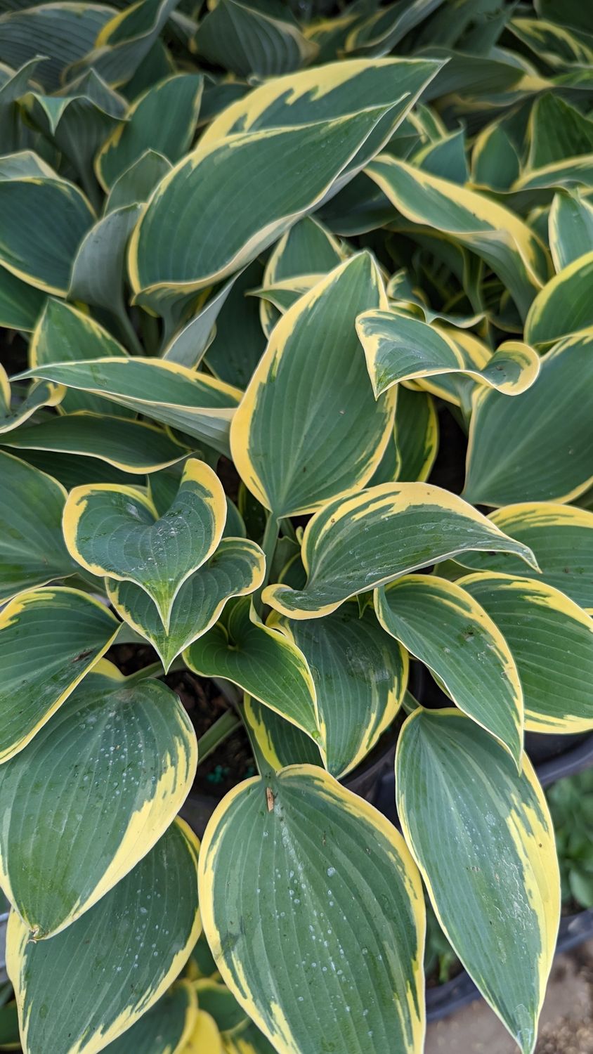 Hosta First Frost