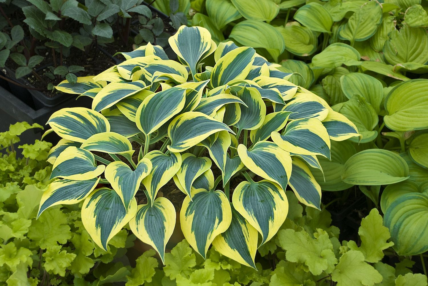 Hosta Shadowland 'Autumn Frost'