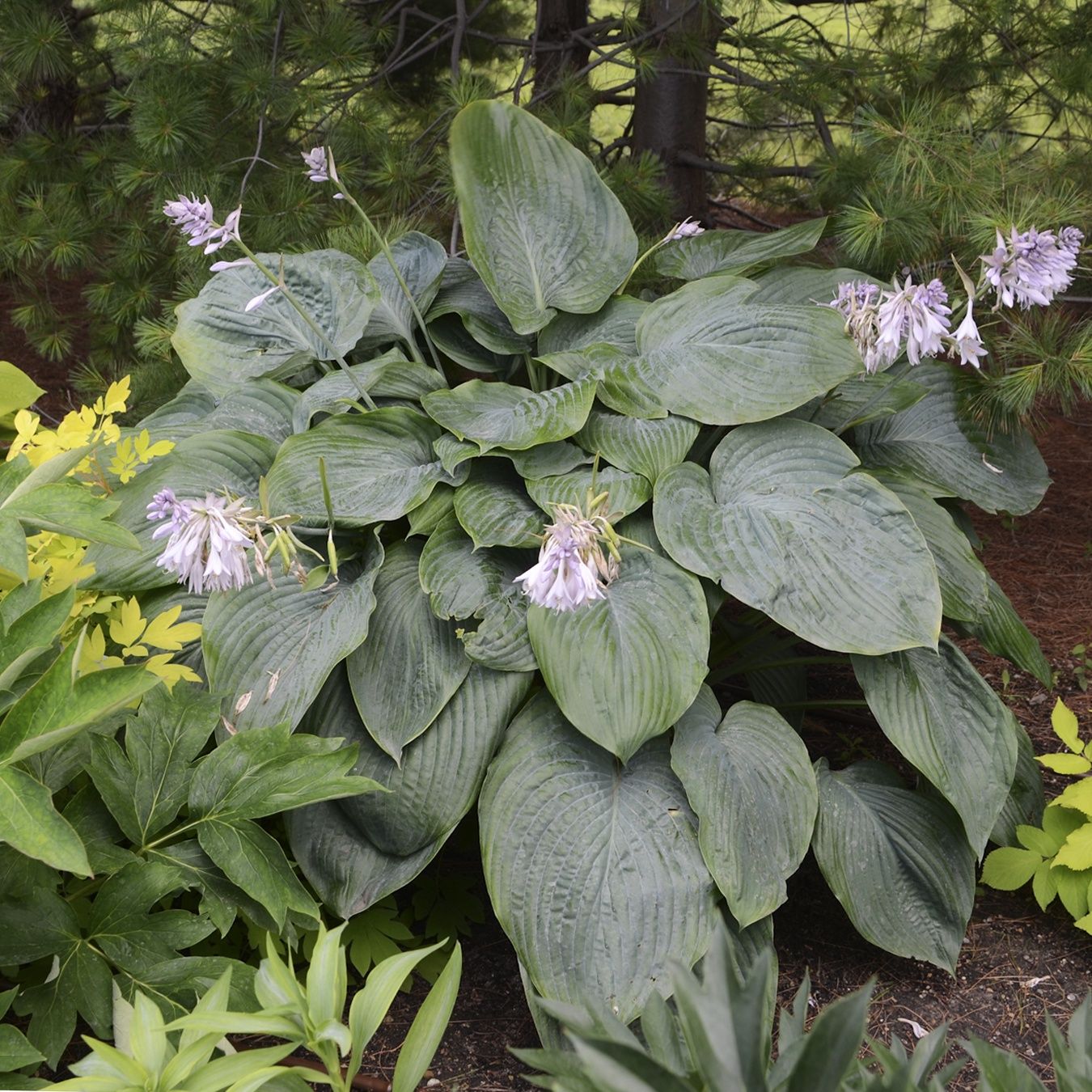 Hosta Shadowland Empress Wu