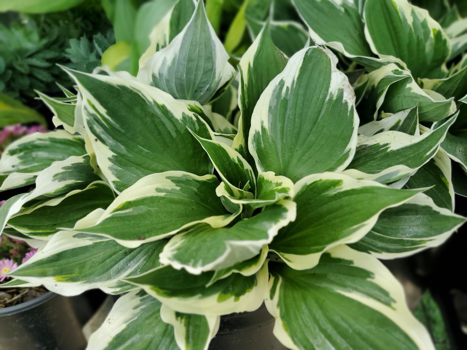 Hosta Patriot