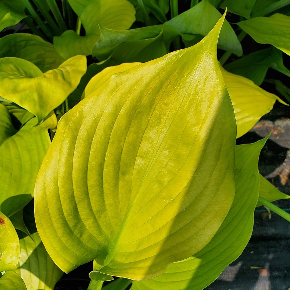 Hosta Sum and Substance
