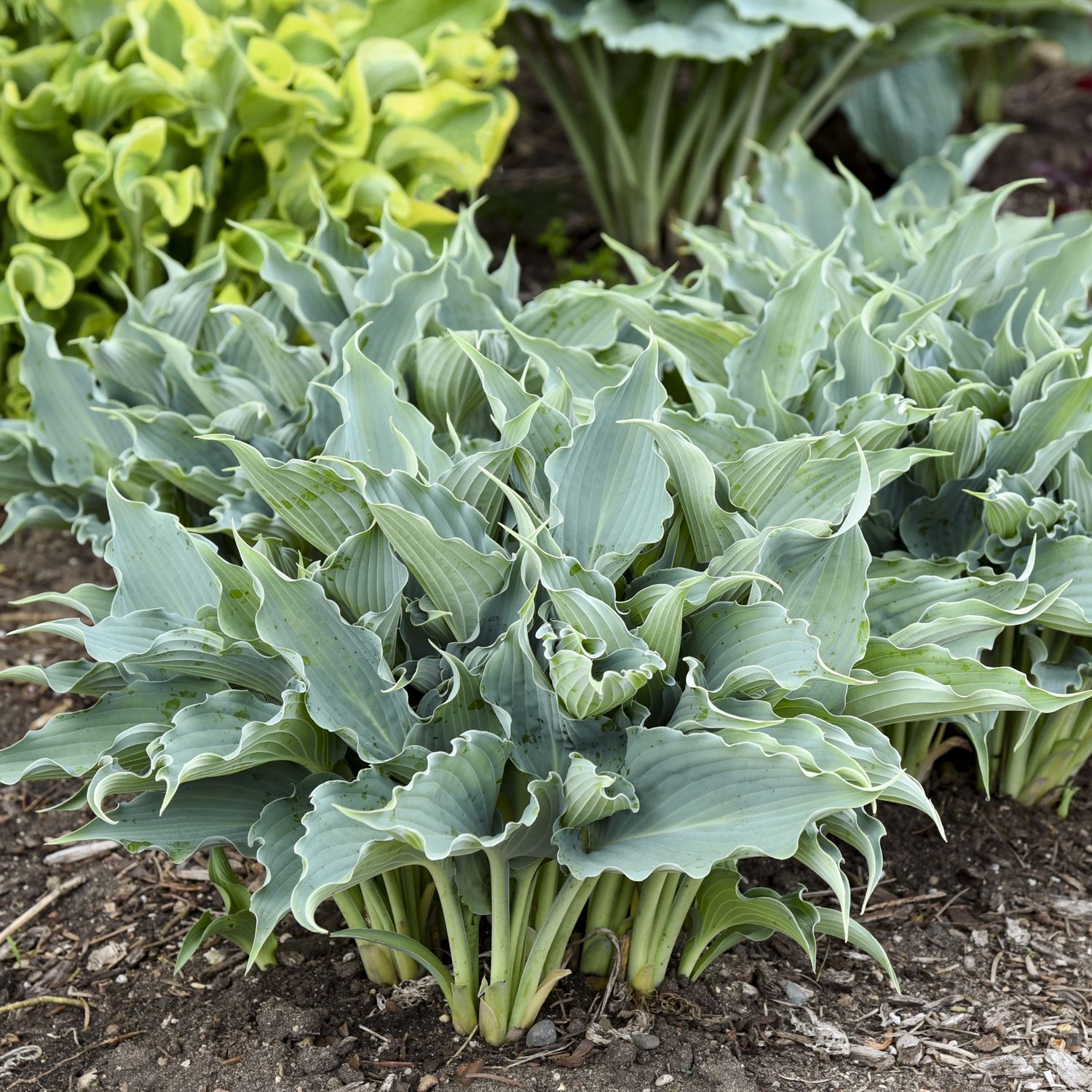 Hosta Shadowland Waterslide