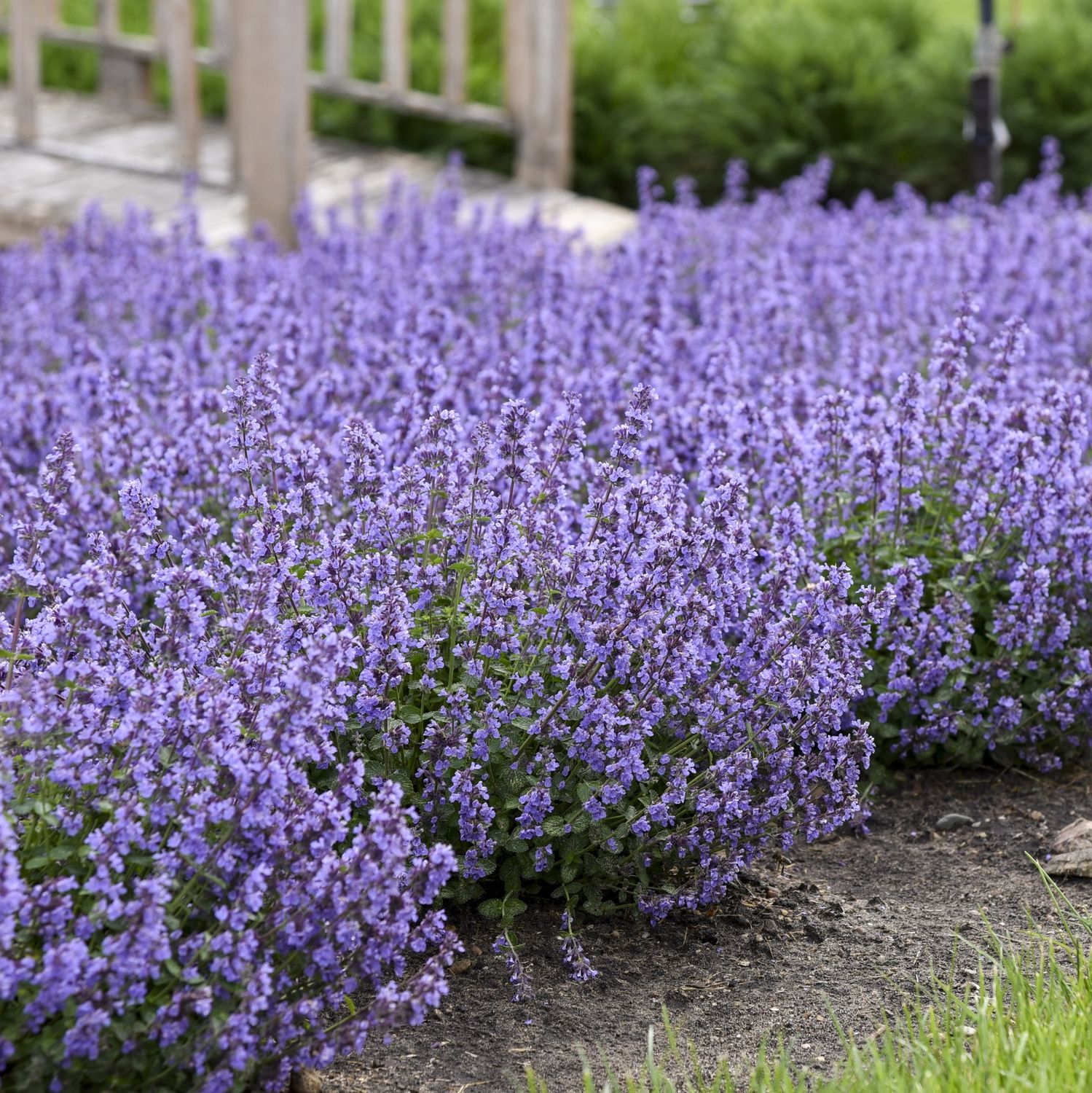 Catmint Cat's Pajamas