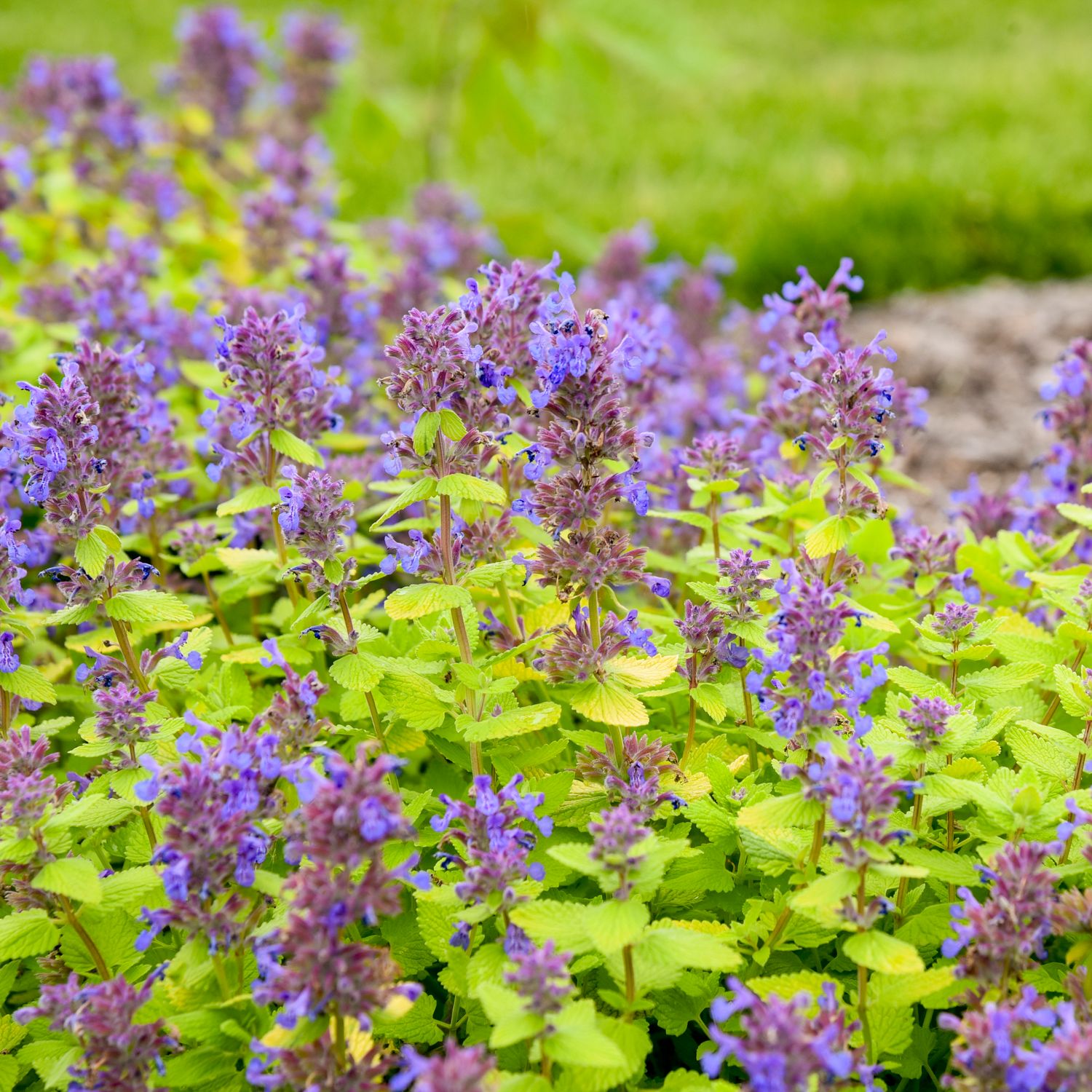 Catmint Lemon Purrfection