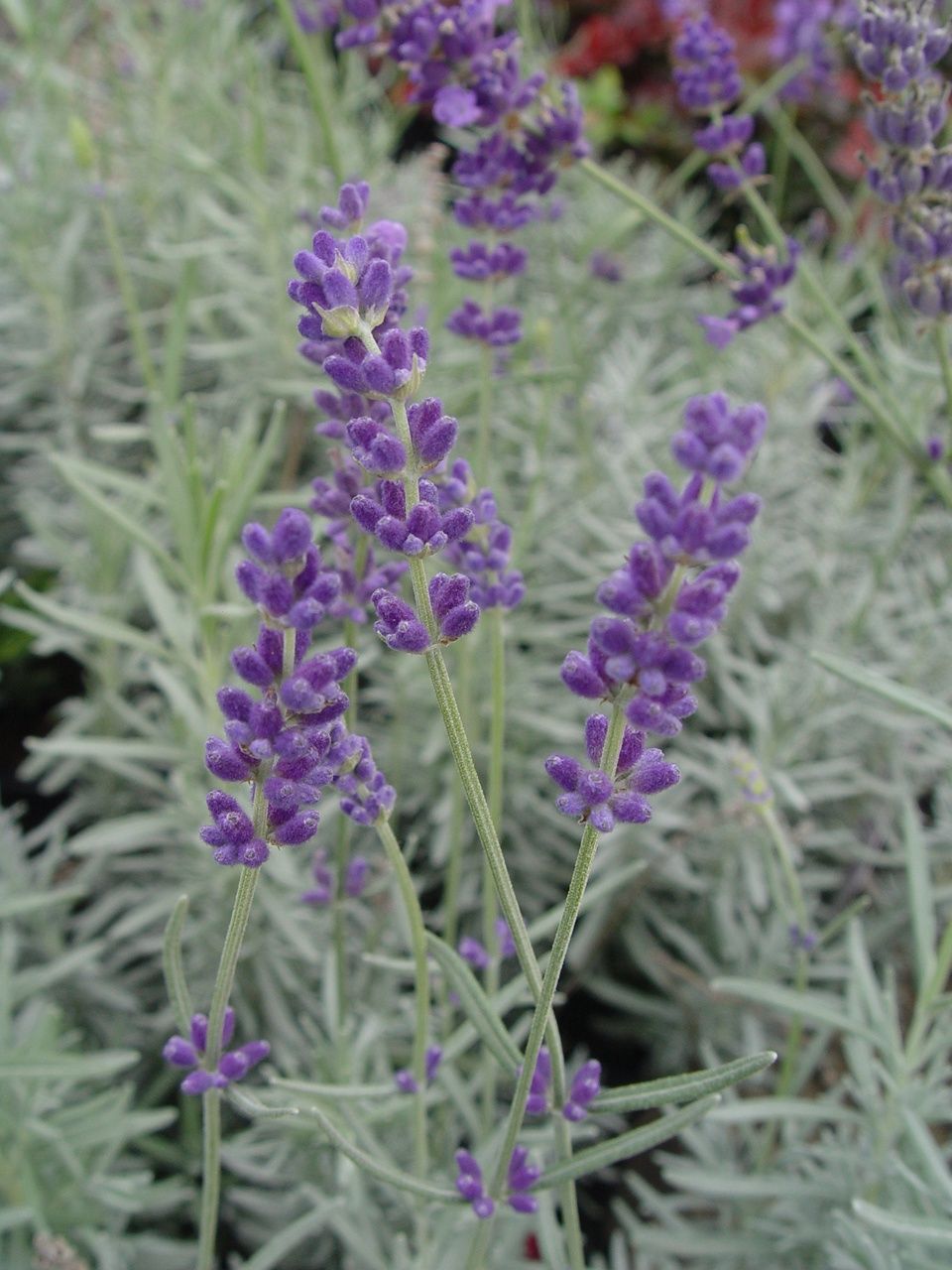 Lavender Hidcote