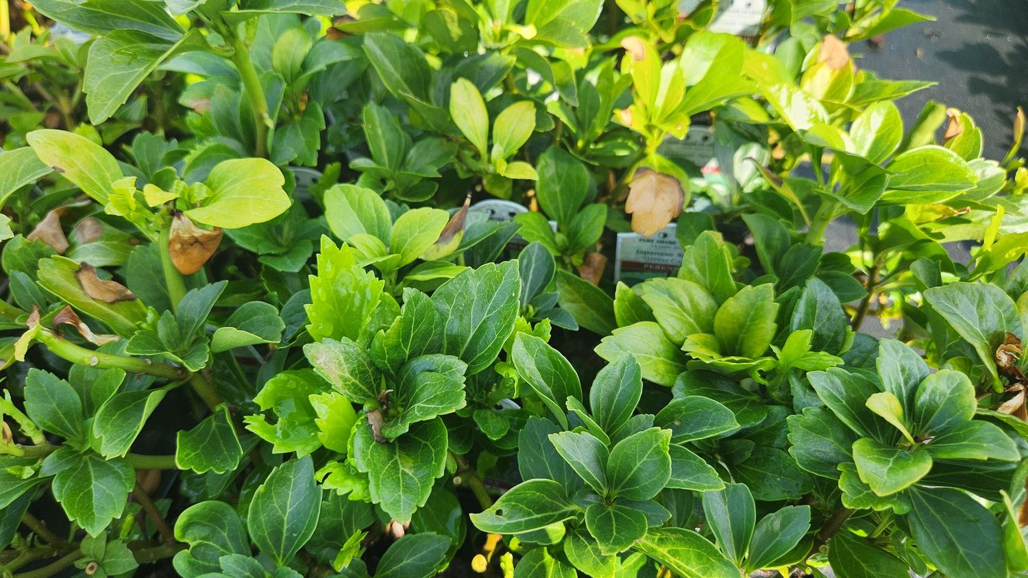 Pachysandra Green Carpet