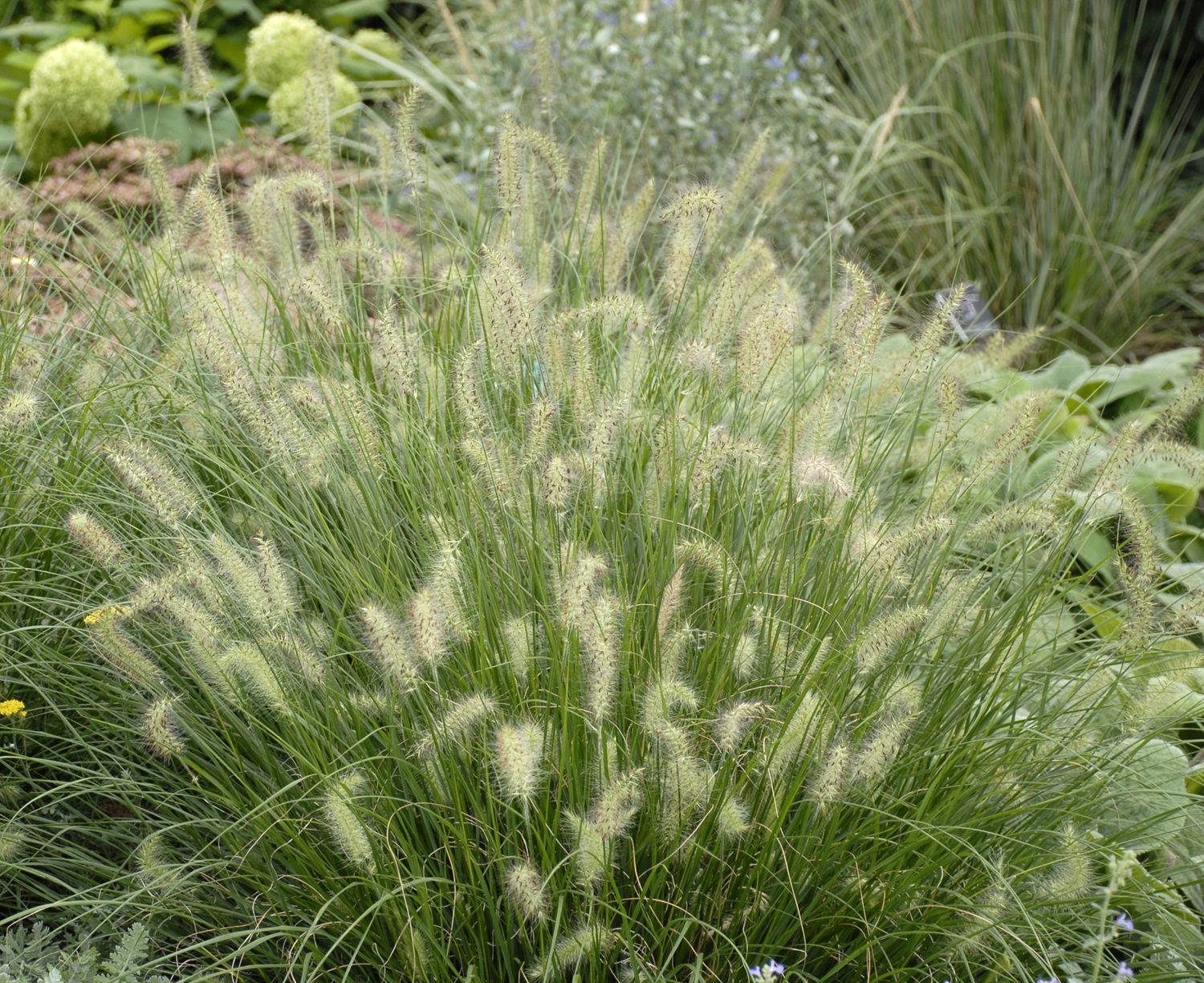Fountain Grass Dwarf Hameln