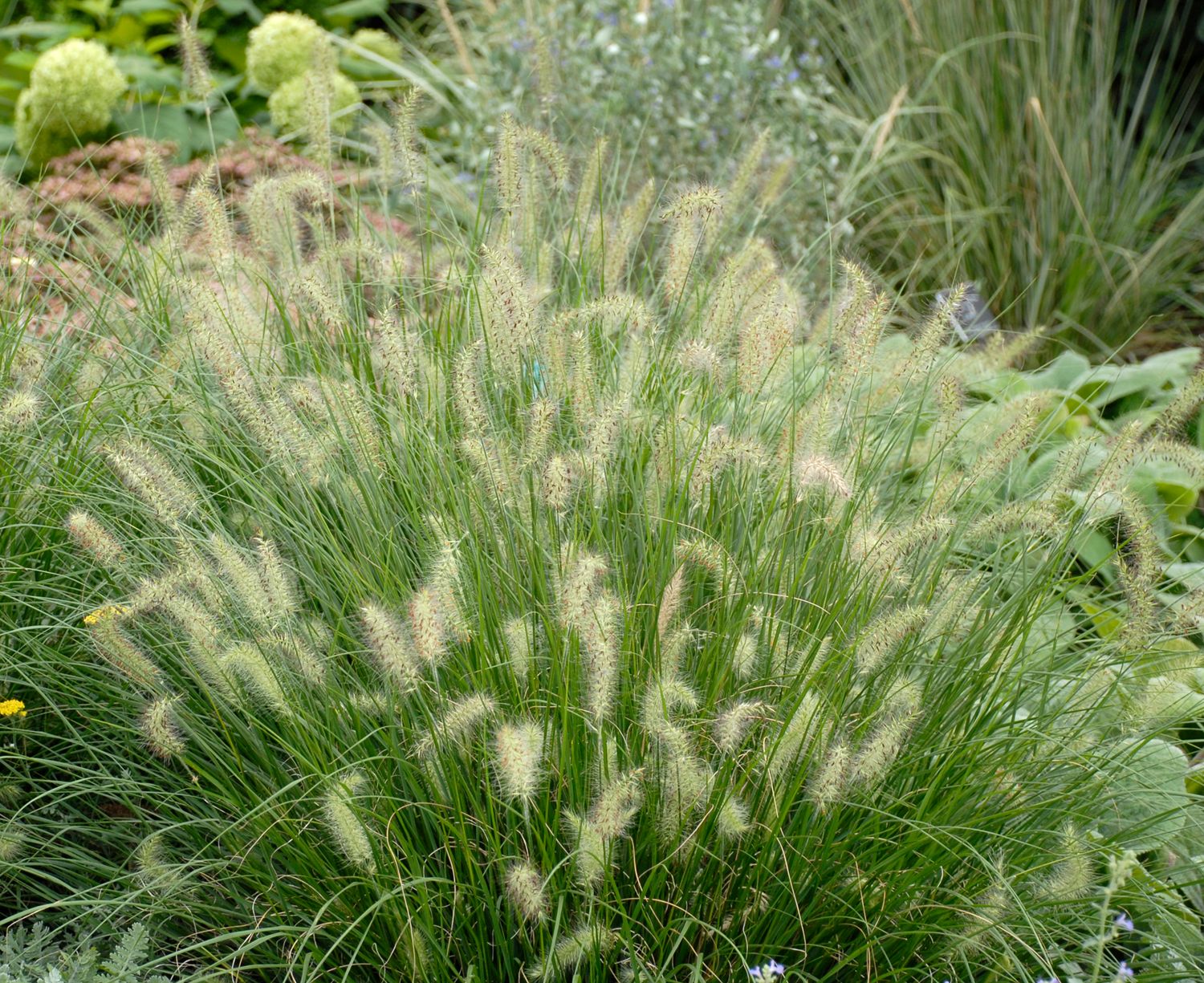 Fountain Grass Dwarf Hameln
