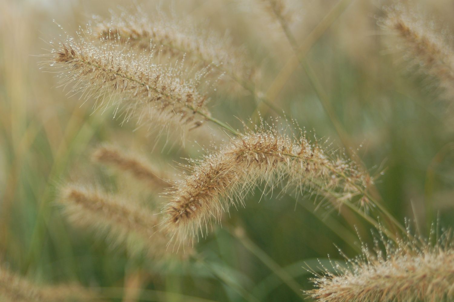 Fountain Grass Dwarf Hameln