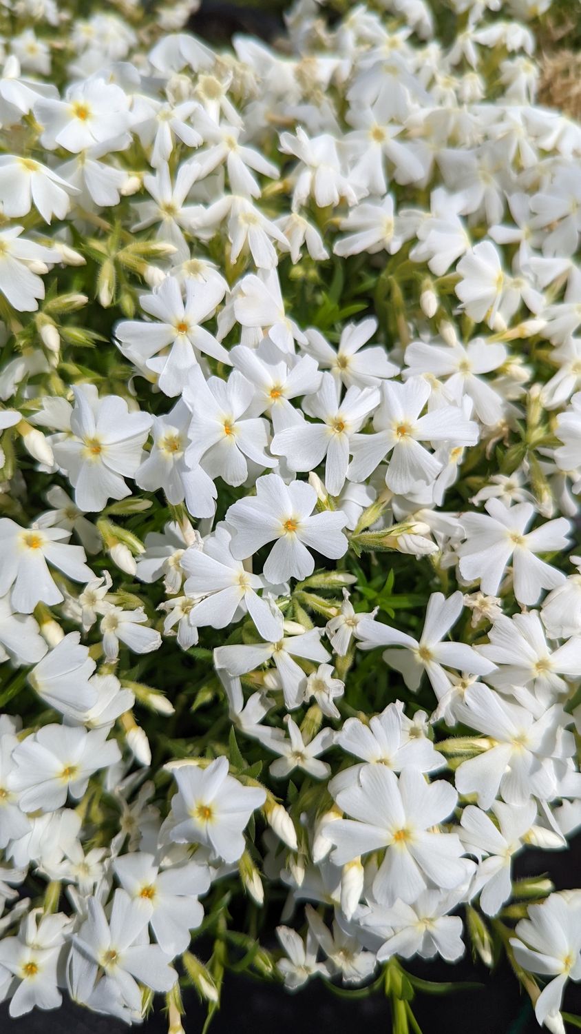 Phlox White
