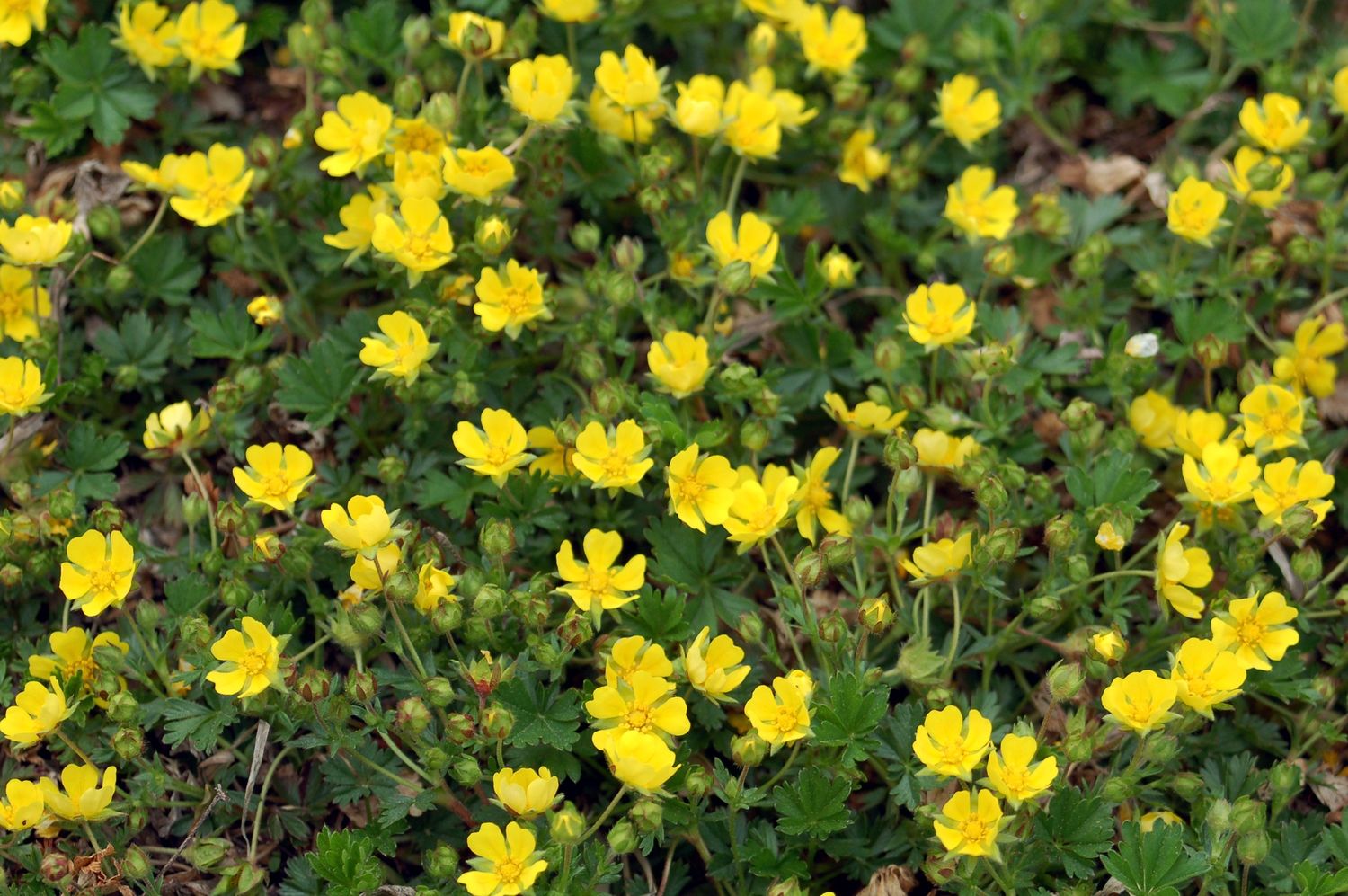 Potentilla Nana