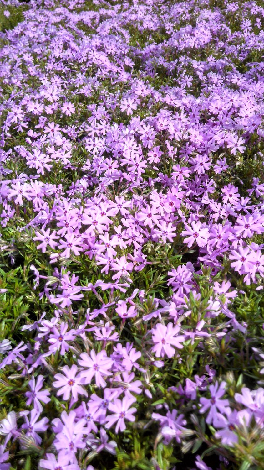 Phlox Fort Hill