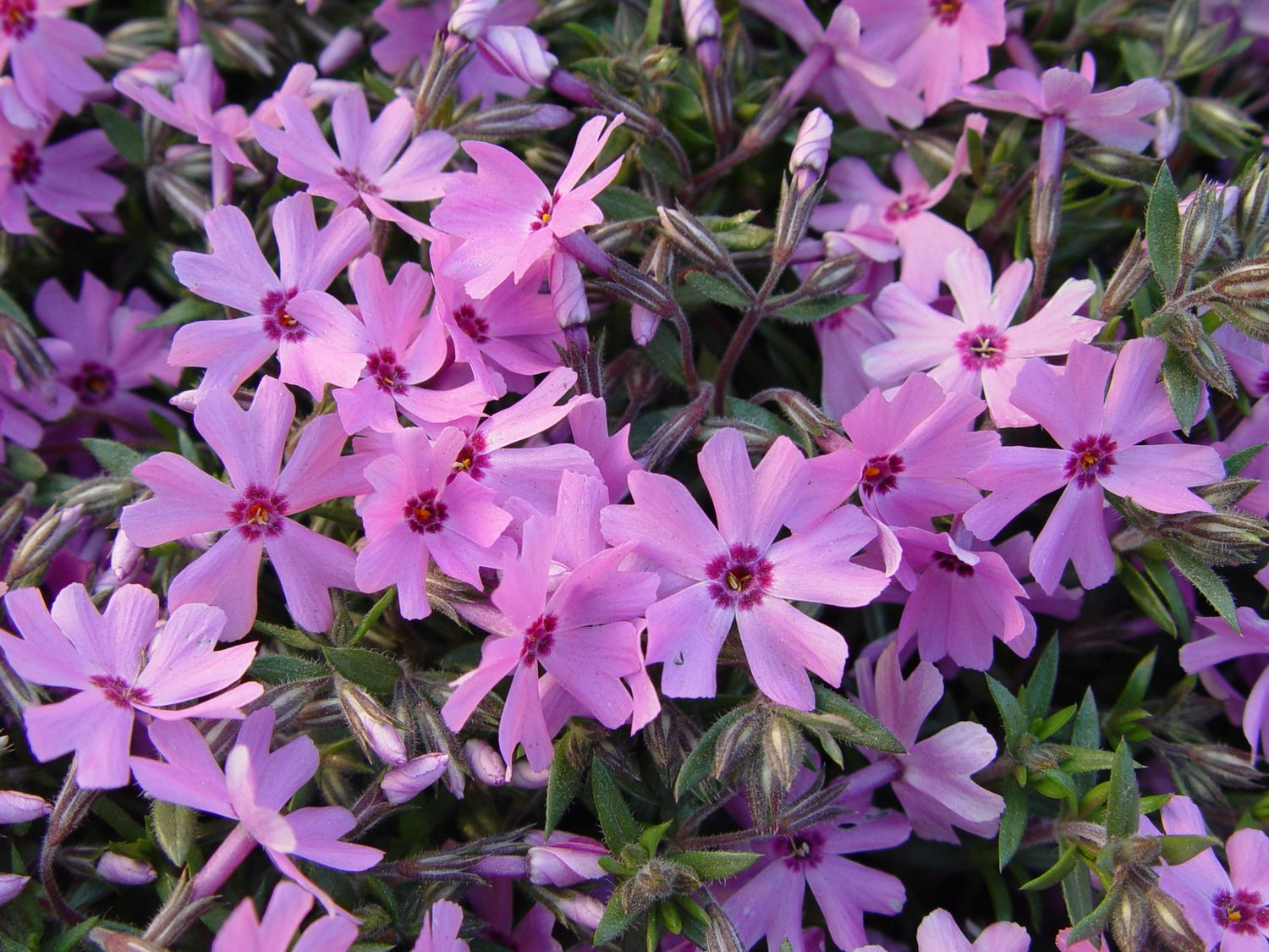 Phlox Creeping Fort Hill