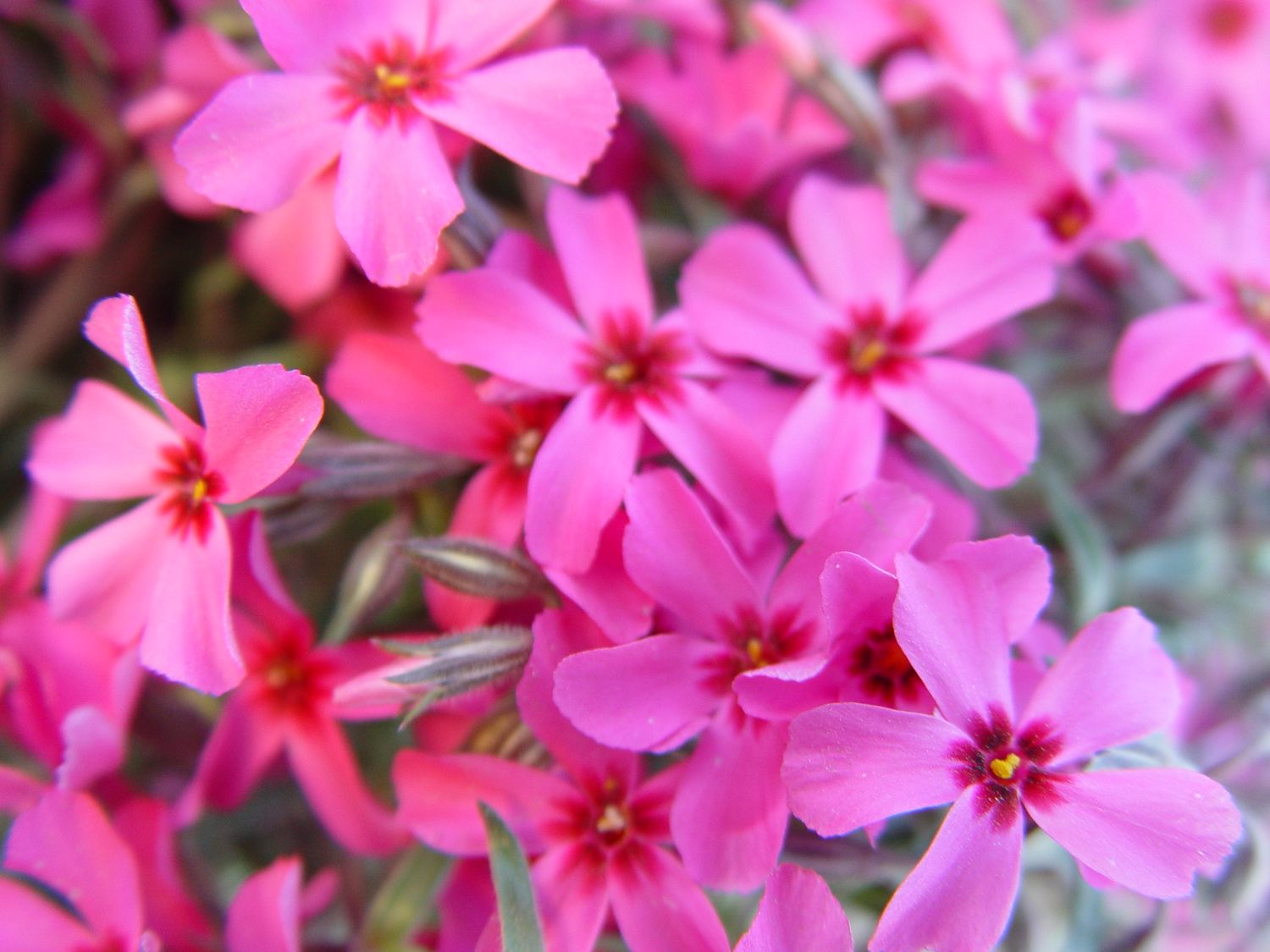 Phlox Creeping Scarlet Flame