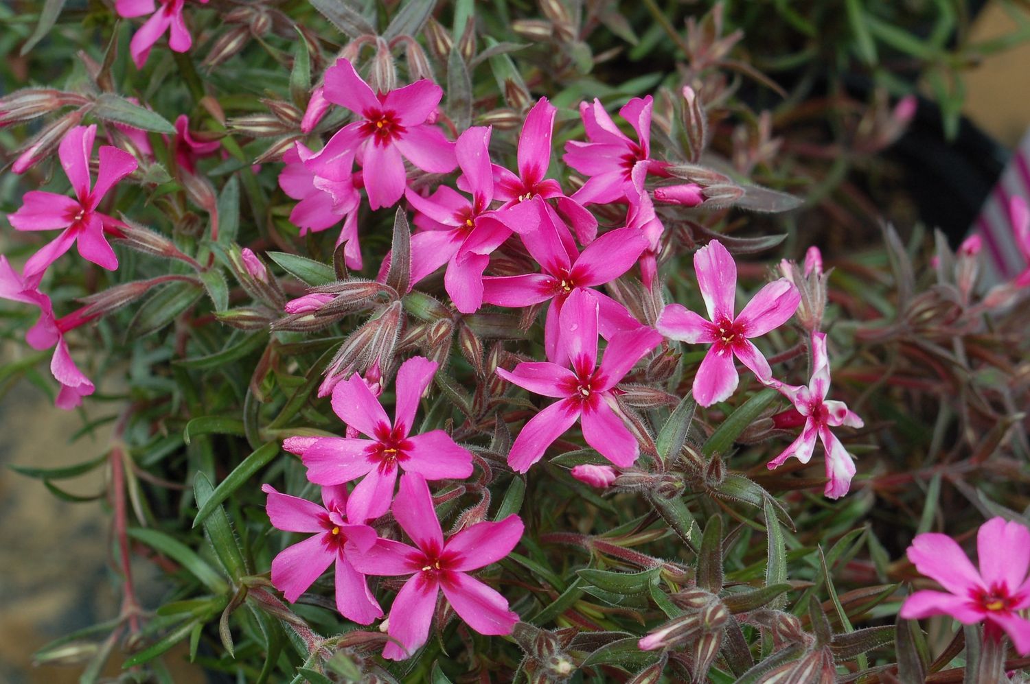 Phlox Hot Pink