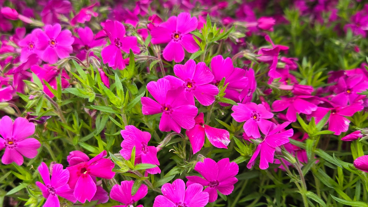 Phlox Creeping Hot Pink