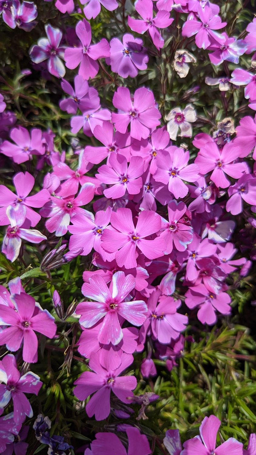 Phlox Purple
