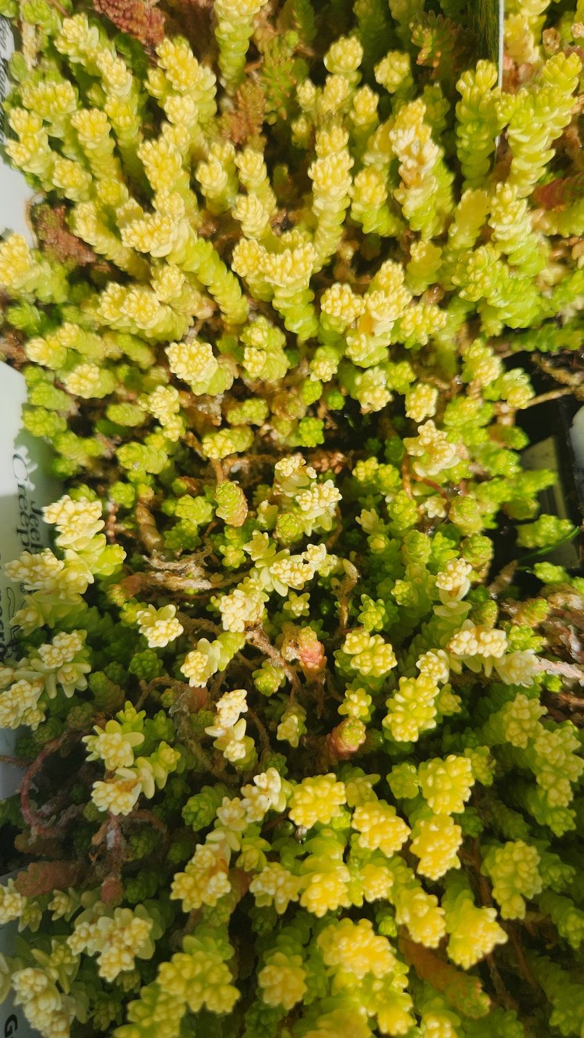 Sedum Golden Stonecrop Aureum