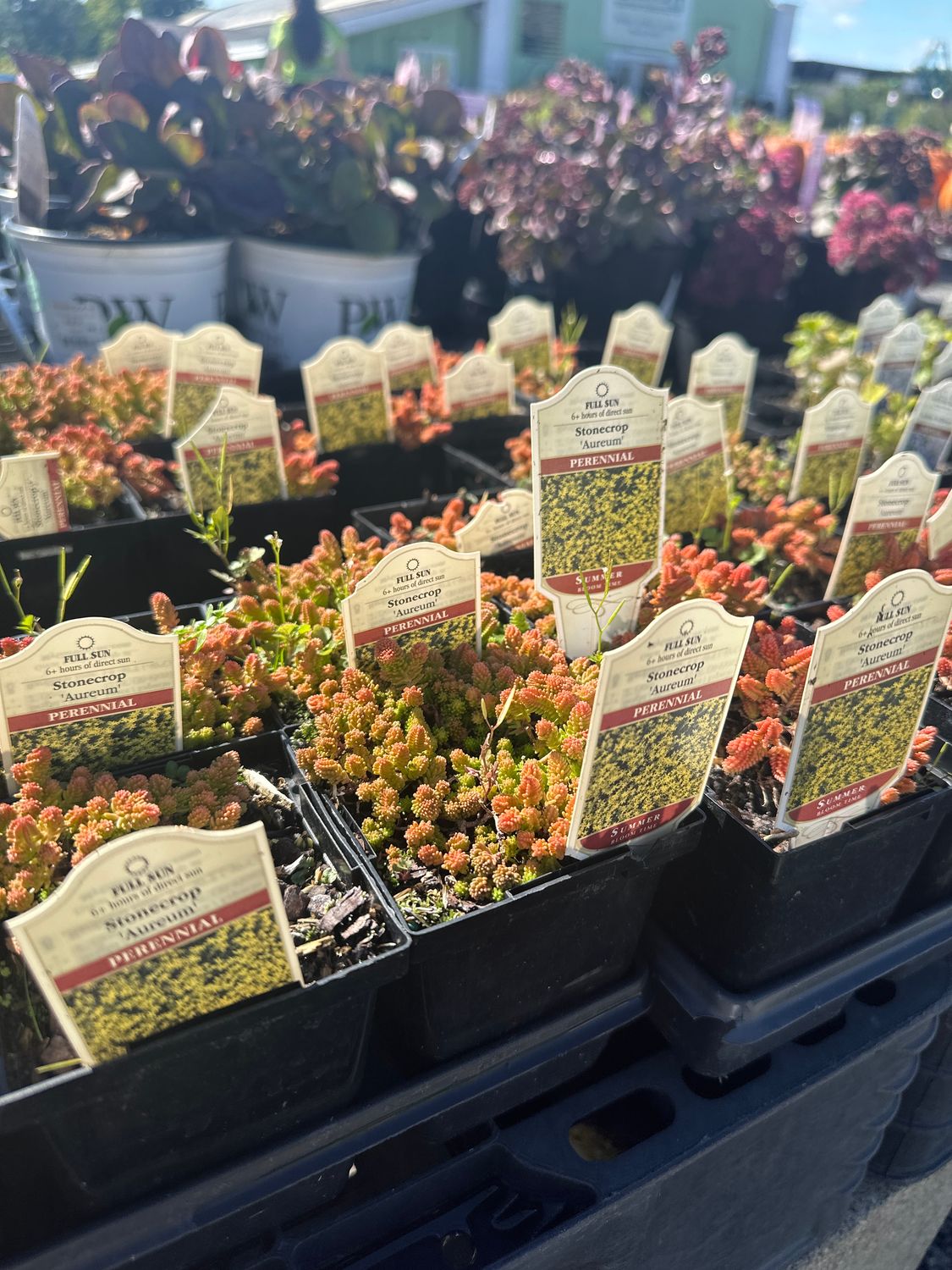 Sedum Golden Stonecrop Aureum