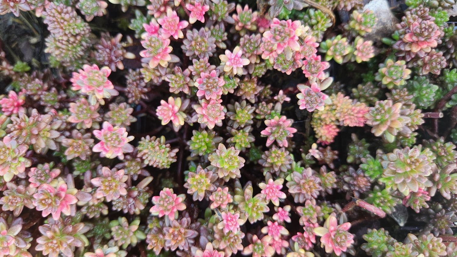 Sedum Coral Carpet