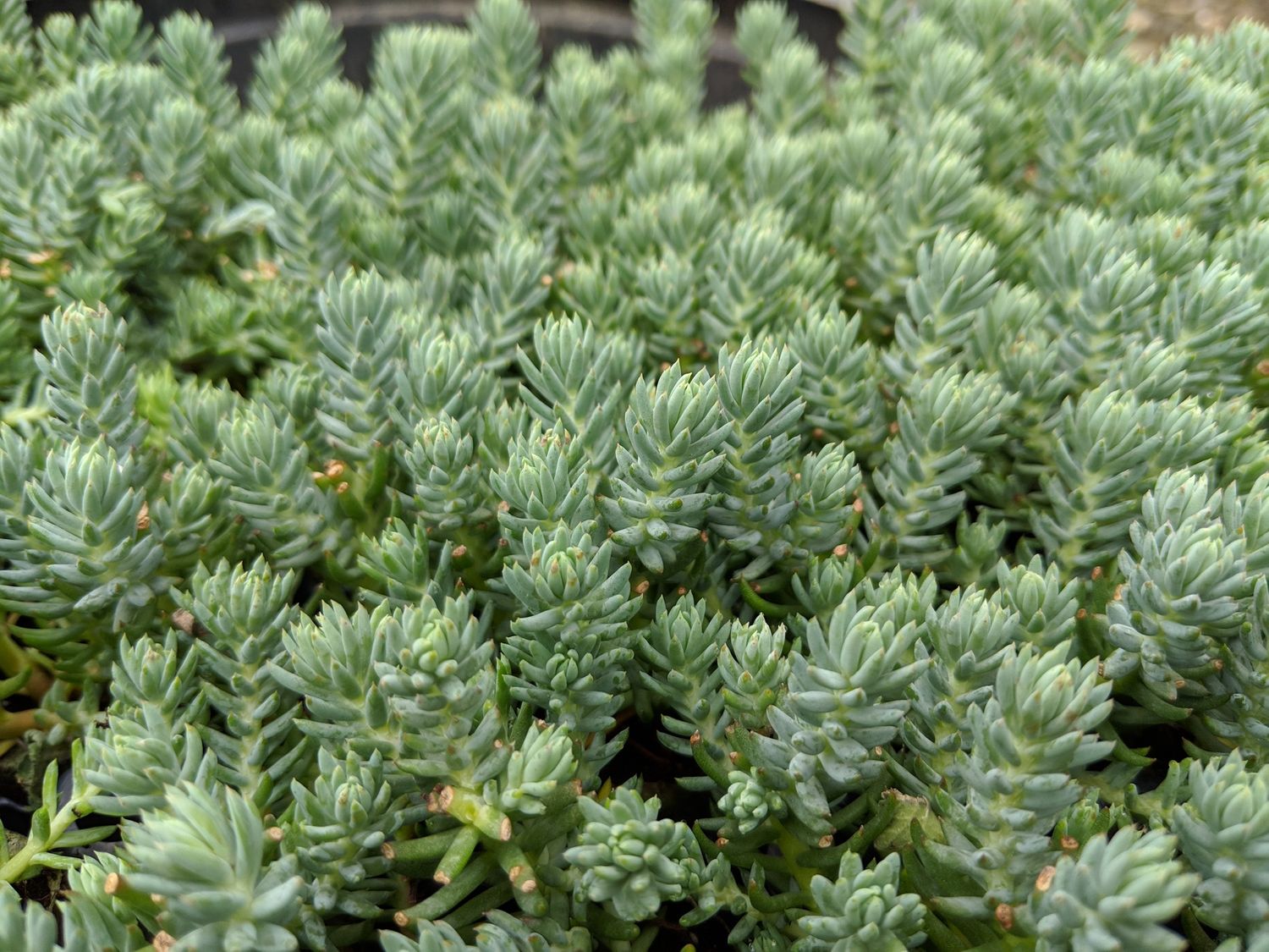 Sedum Stonecrop Reflexum