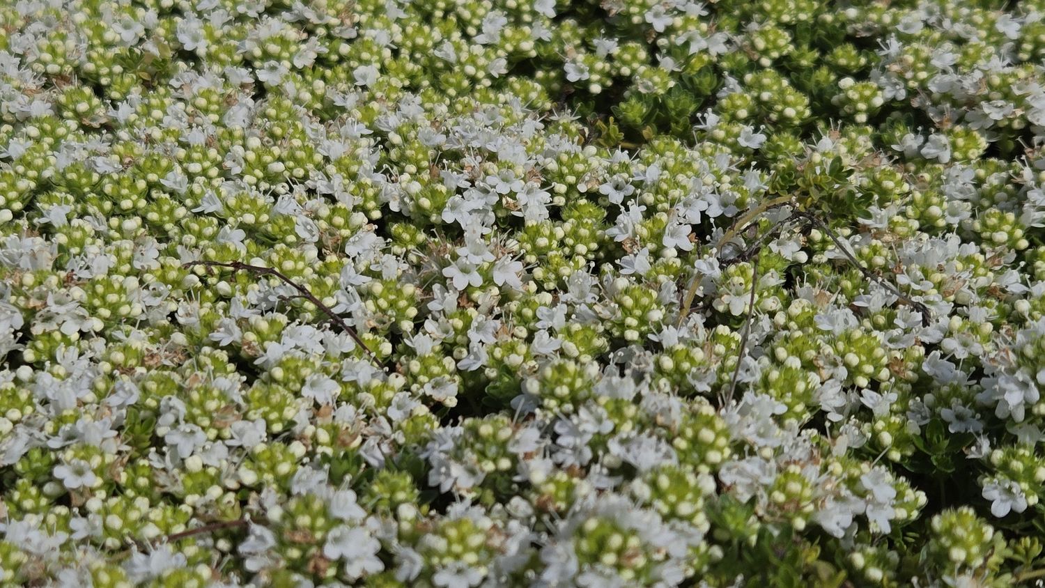 Thyme Creeping White