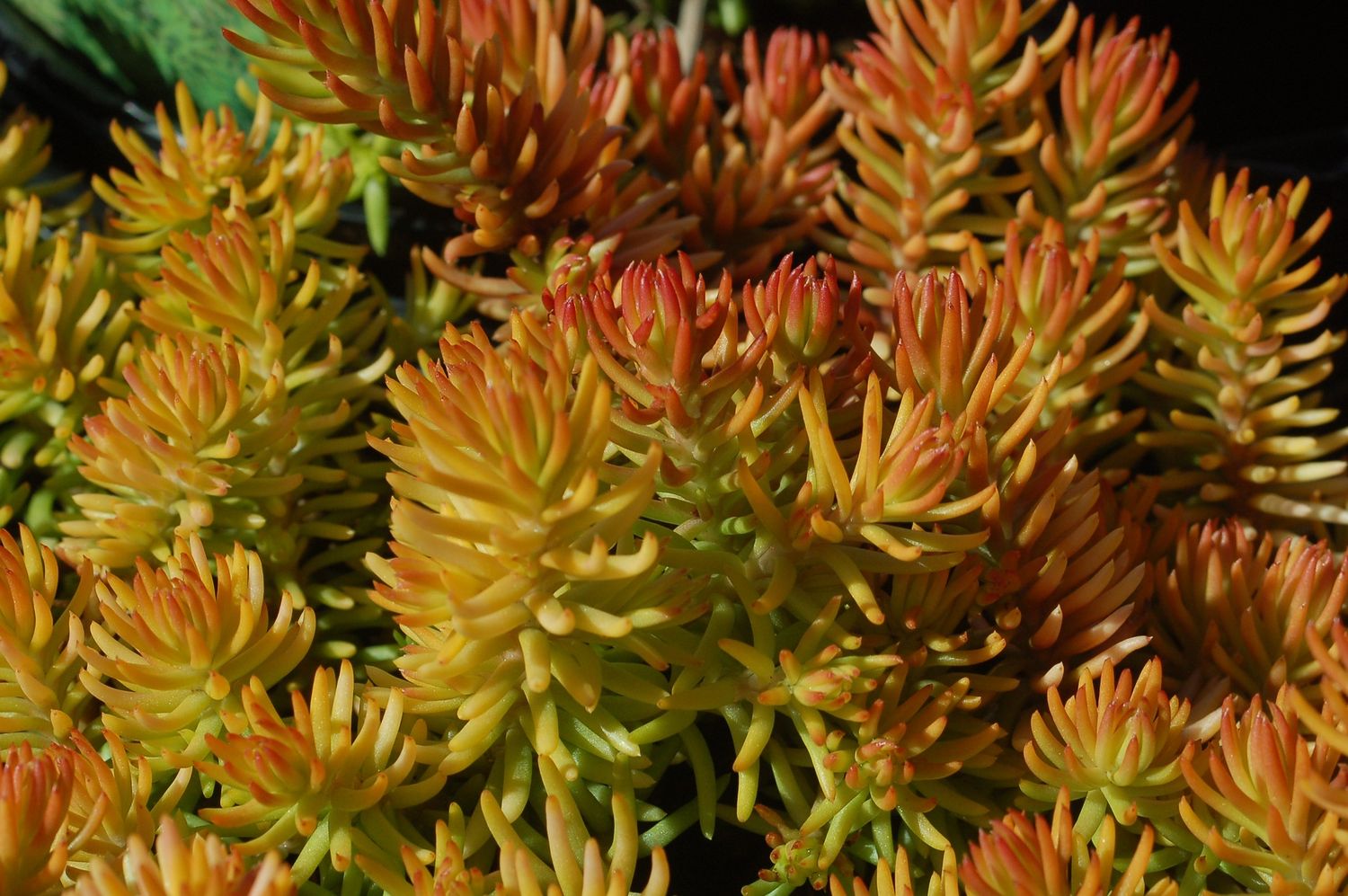 Sedum Angelina