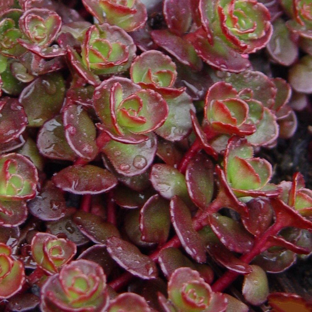 Sedum Blaze